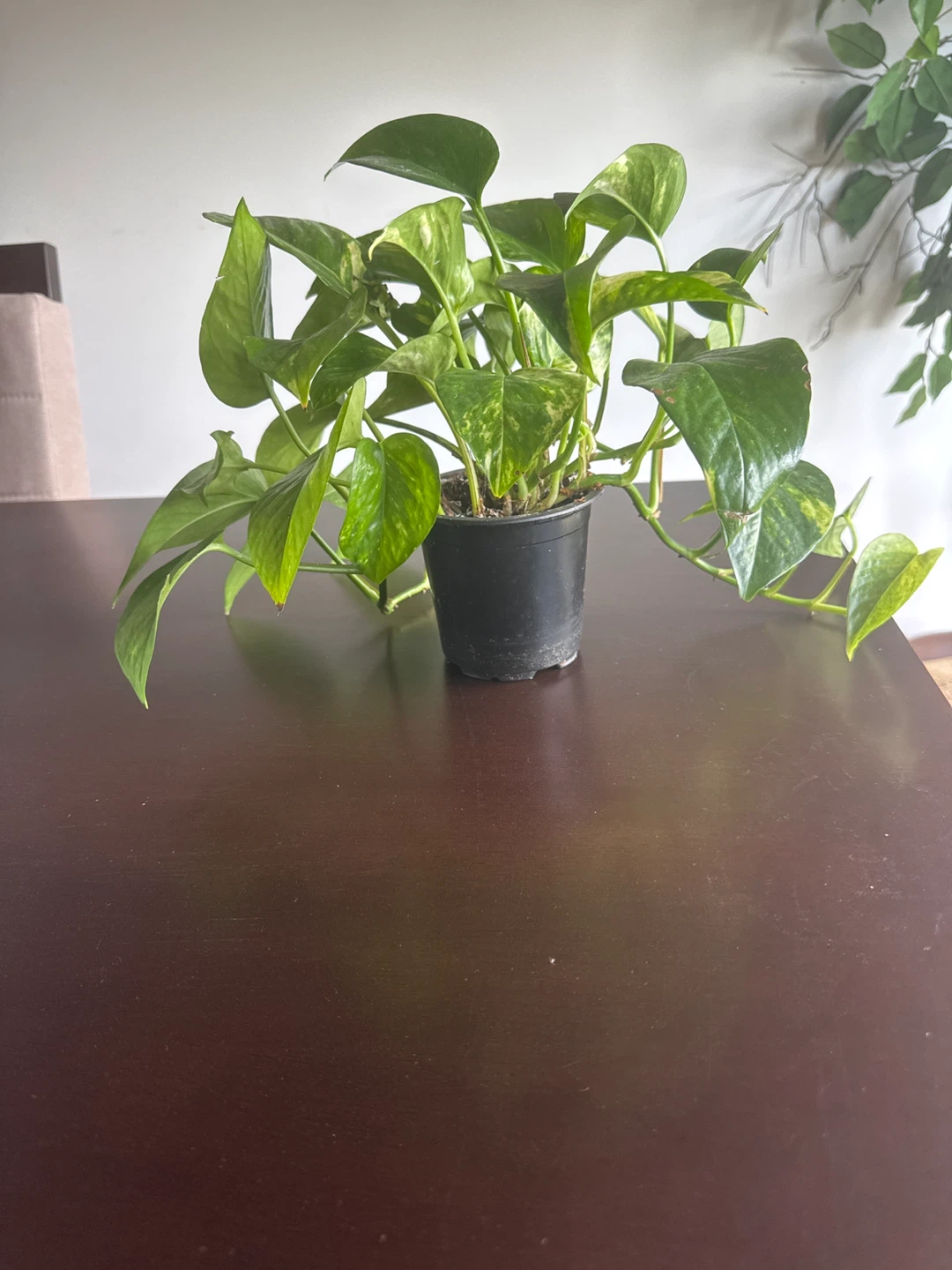 Money plant 🍀