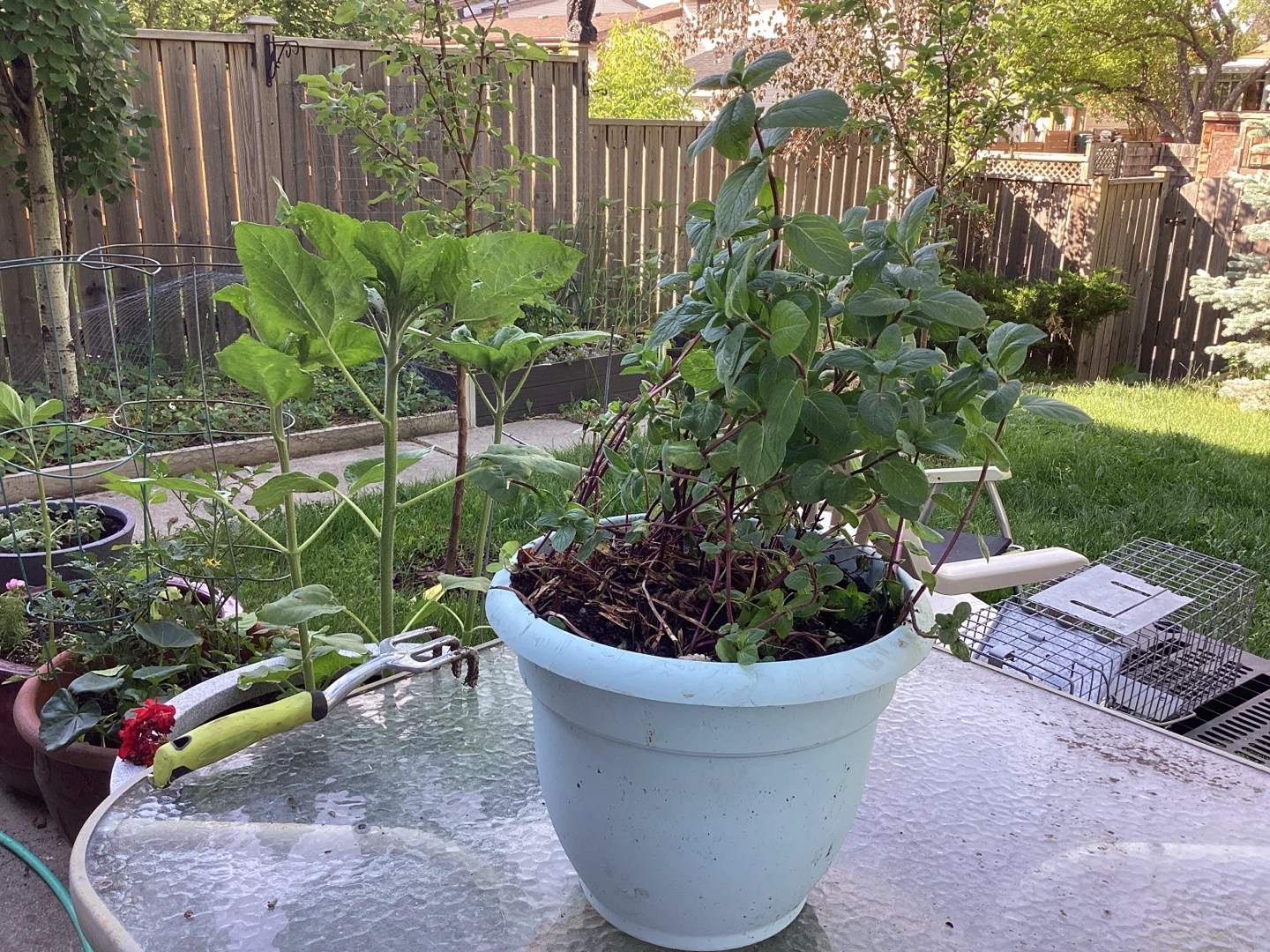 Mint plants potted , perennial