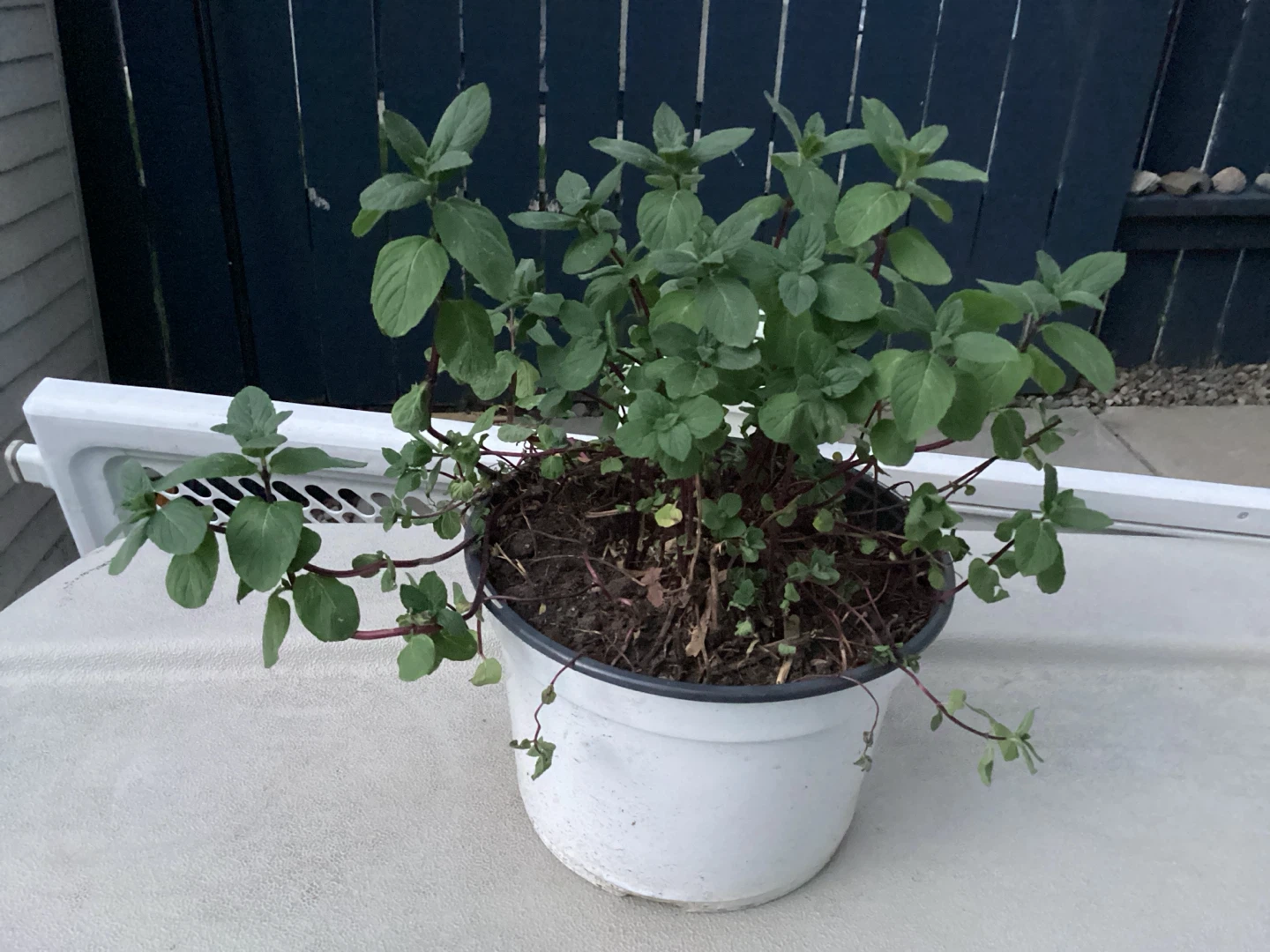 Mint plants potted , perennial - photo 2