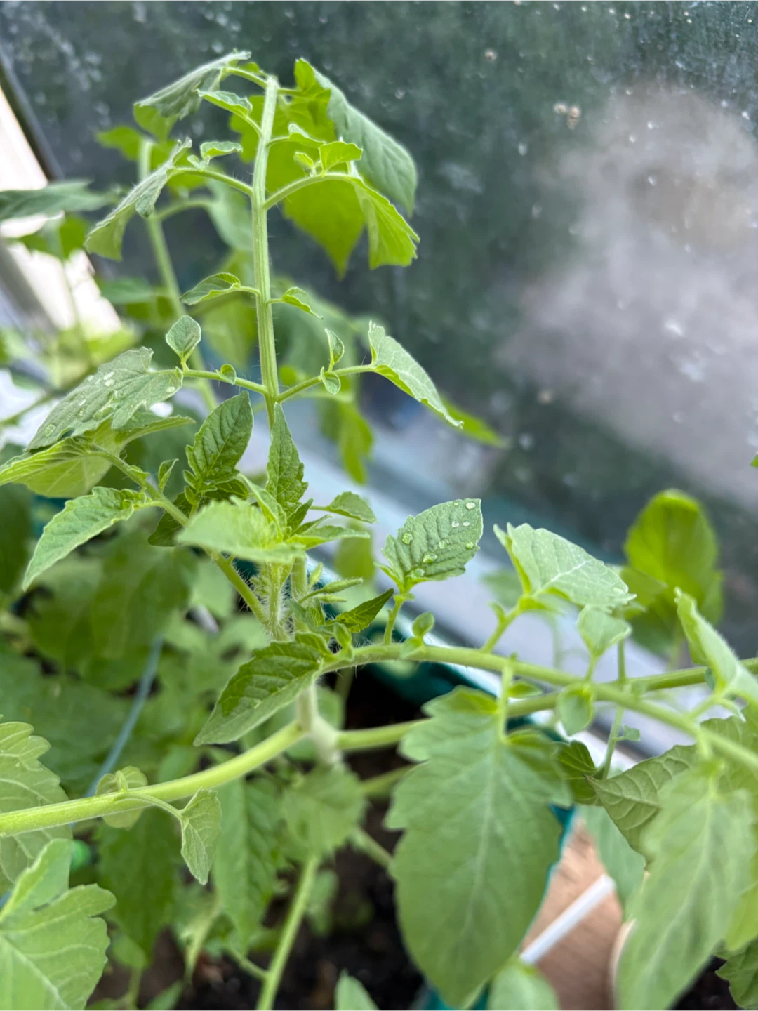 Healthy Tomato Plant Seedling