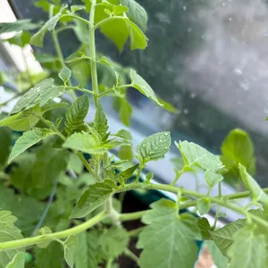 Healthy Tomato Plant Seedling