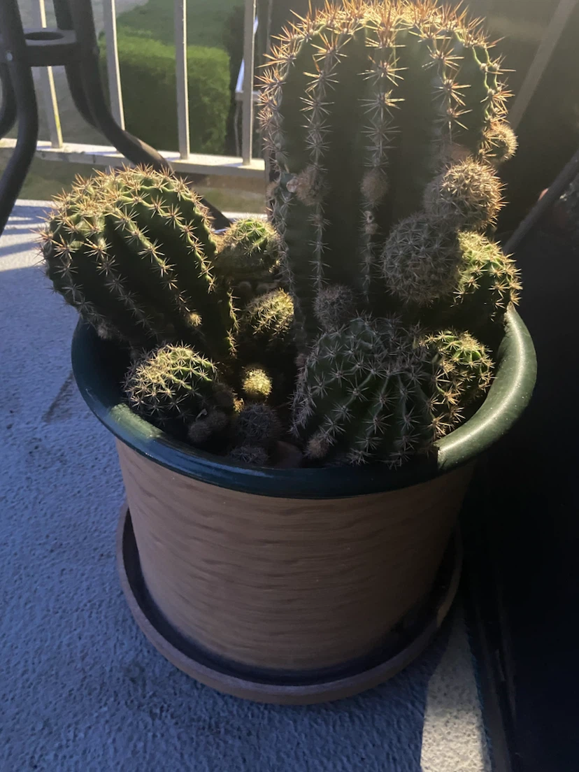 Potted Cactus Plant