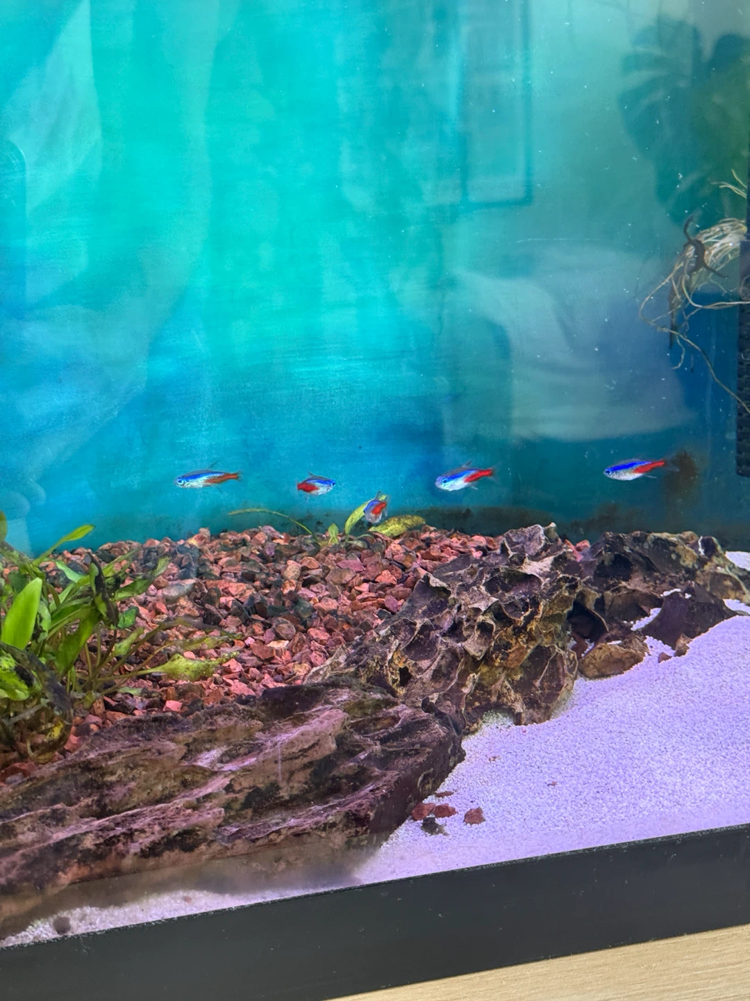 Aquarium with Cabinet Stand - photo 3