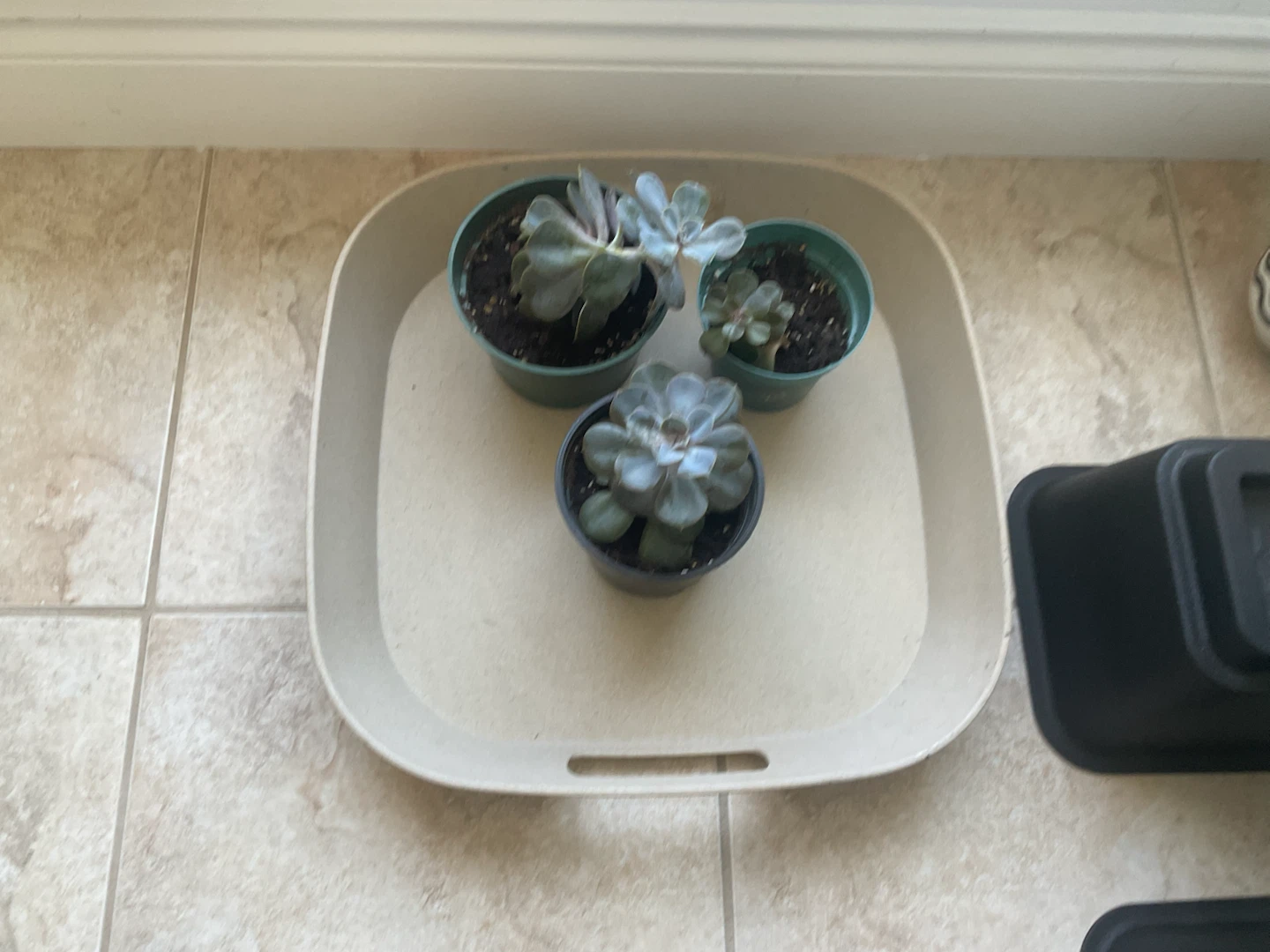 Succulent Plants Trio—jade plants