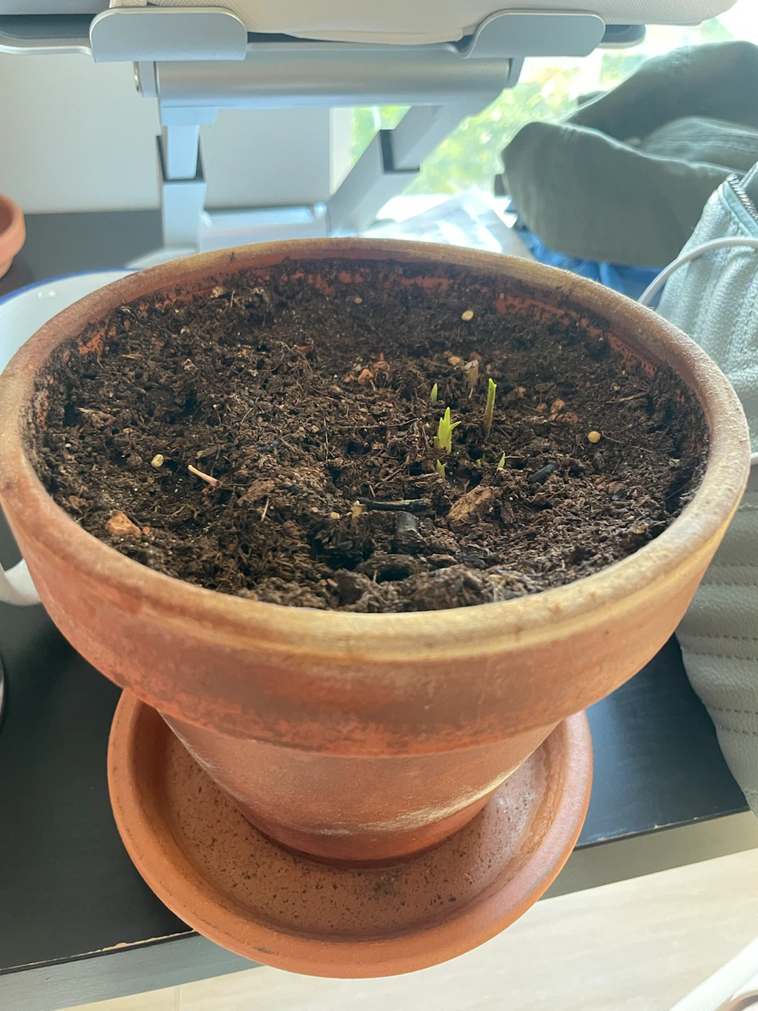 Calla Lilies, tiny guys