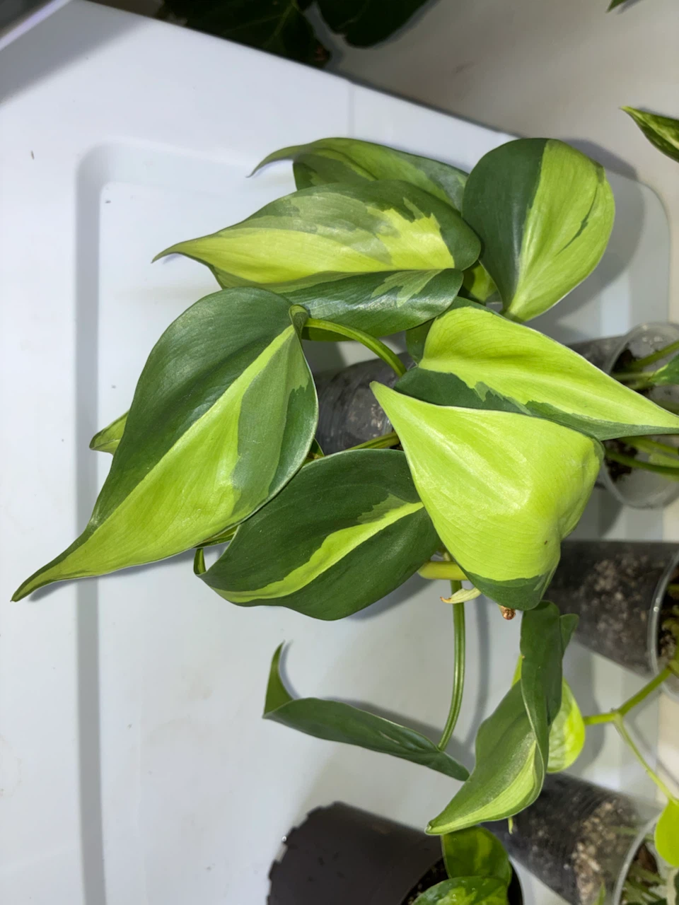 Philodendron Brasil Live Plant