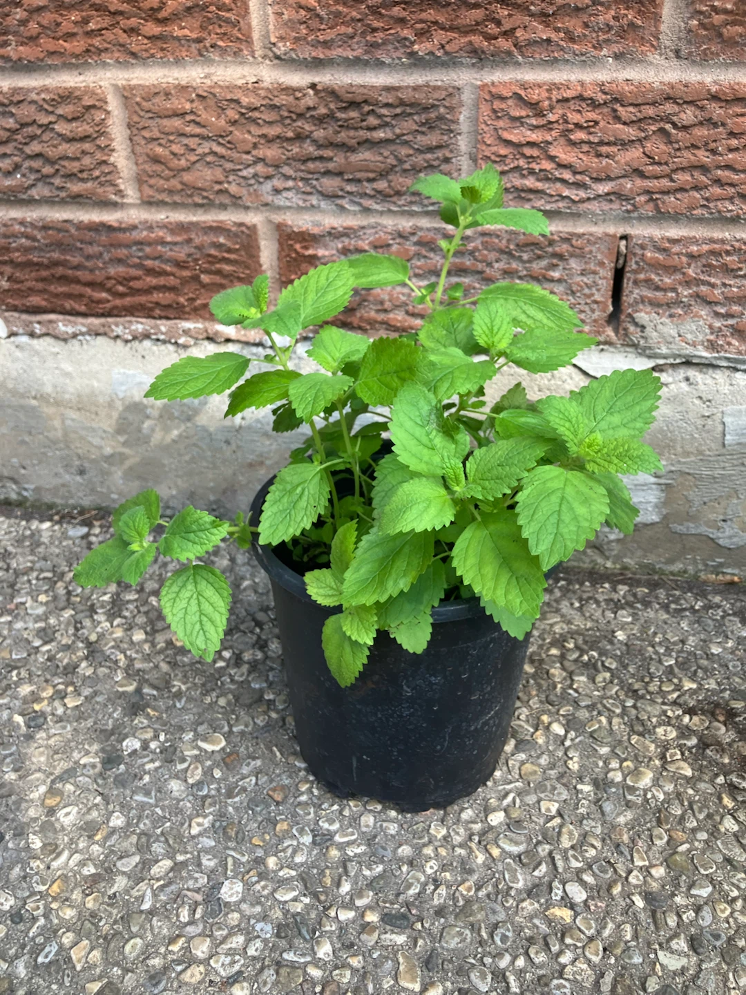 Healthy Lemon Balm Plants @Mississauga