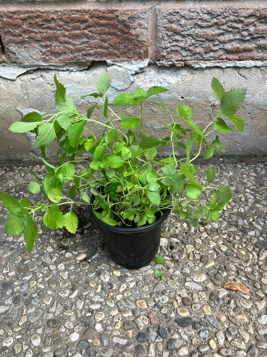 Healthy Lemon Balm Plants @Mississauga - photo 2