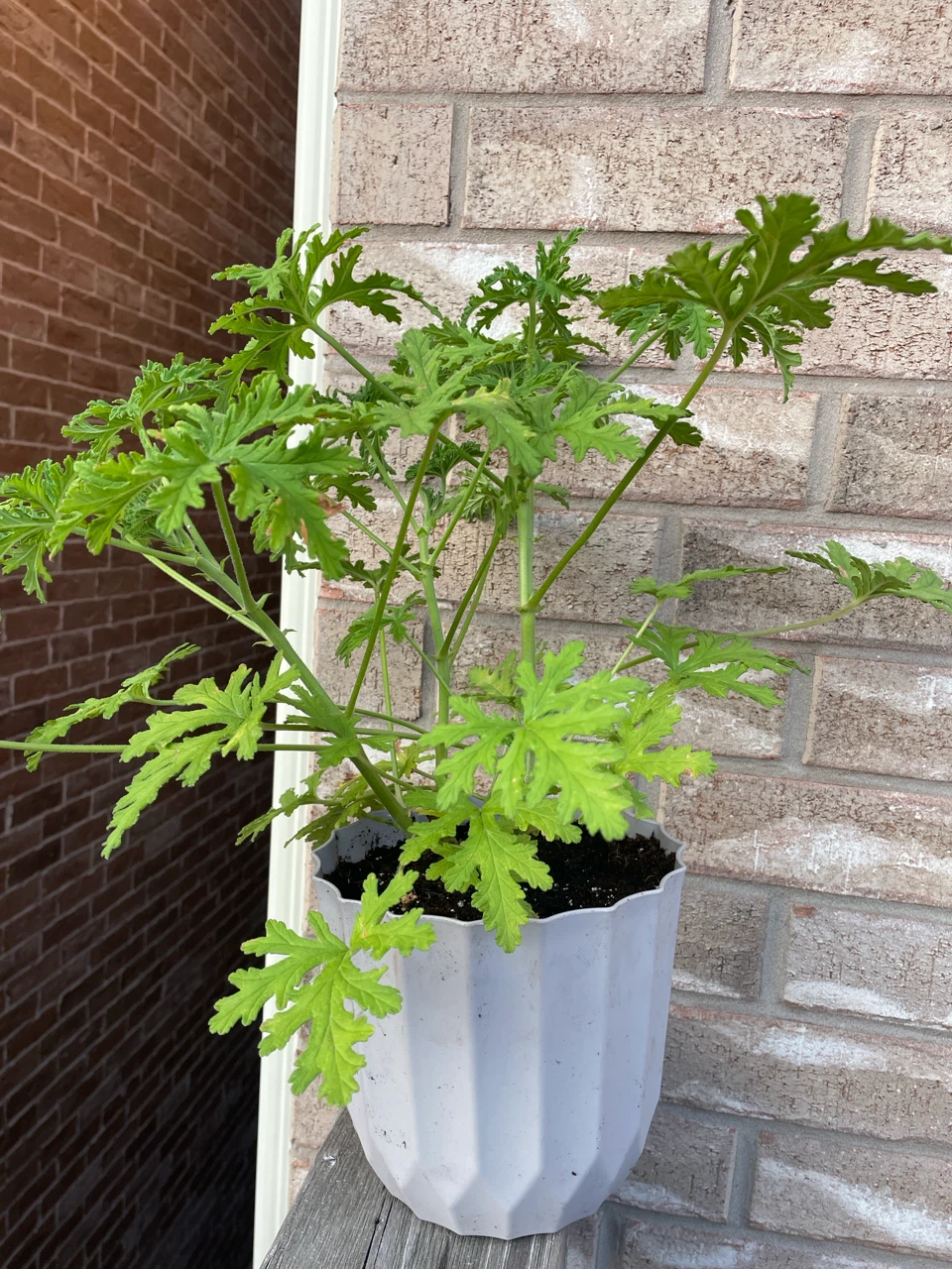 Citronella Plant