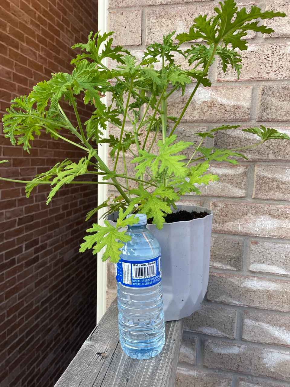 Citronella Plant - photo 2