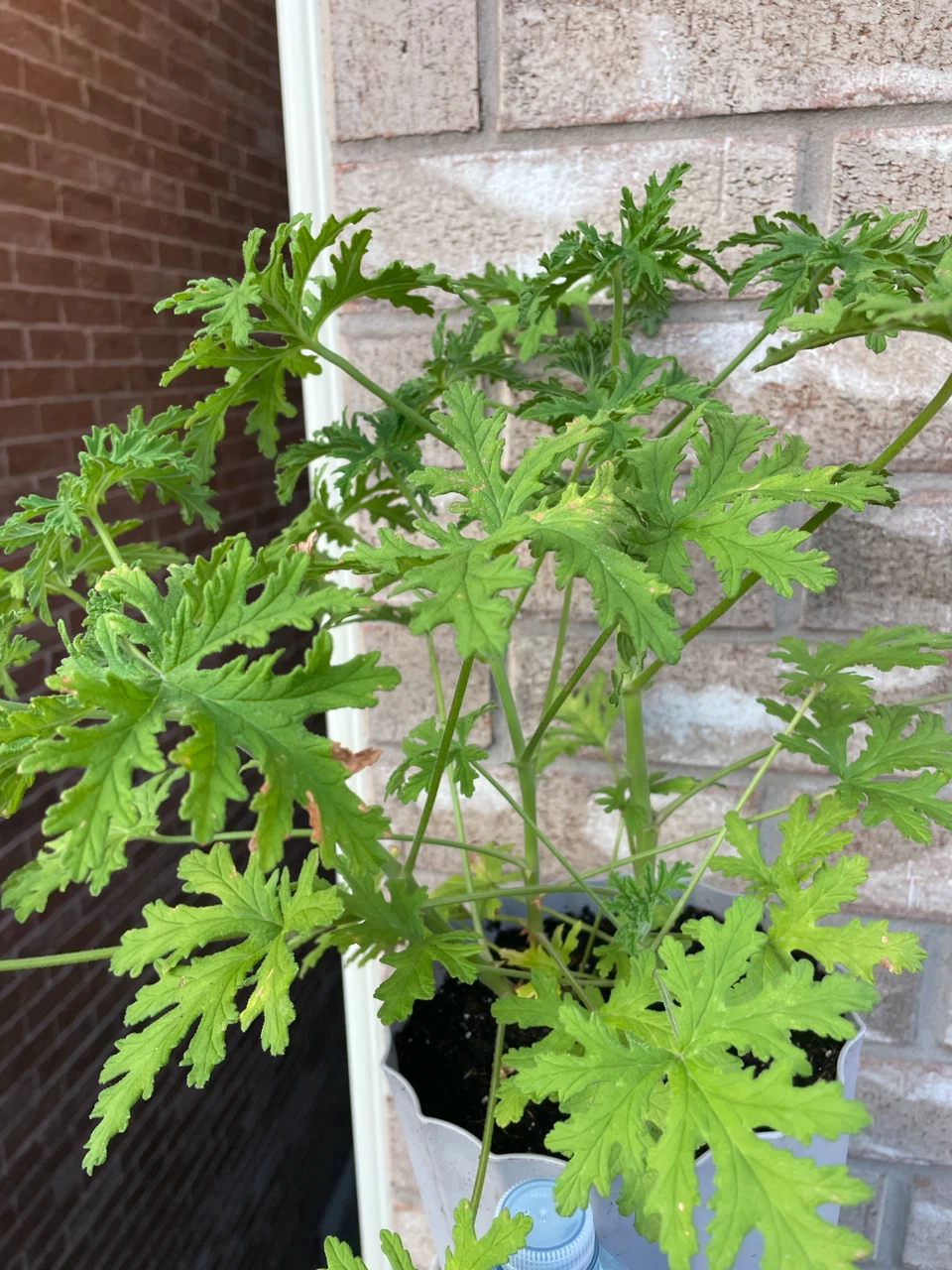 Citronella Plant - photo 3
