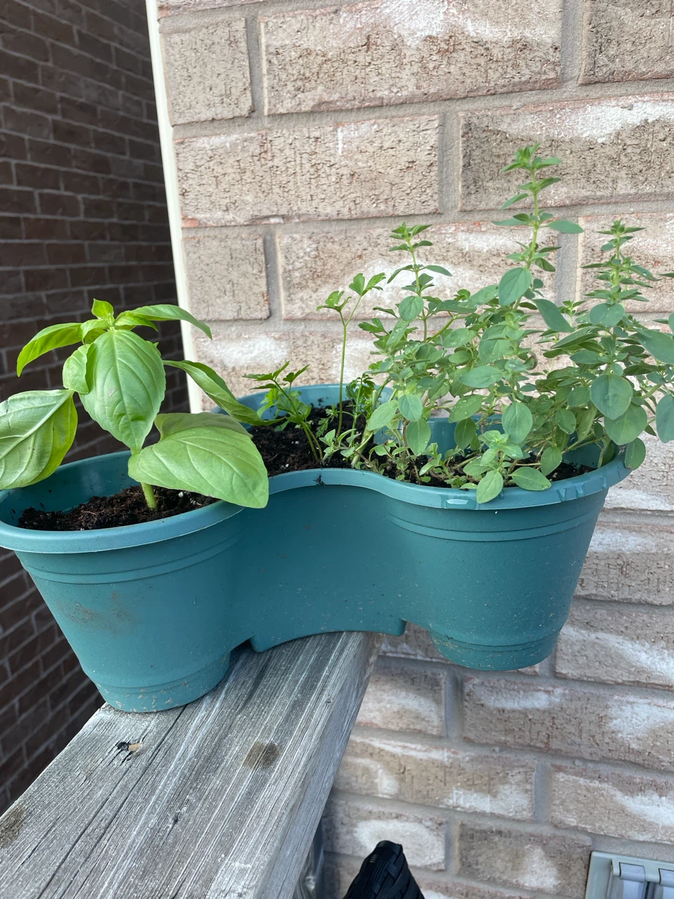 Herb Planter with Basil, Mint, Oregano & Parsley