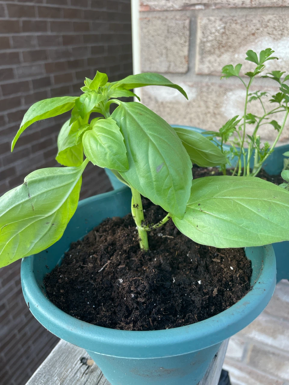 Herb Planter with Basil, Mint, Oregano & Parsley - photo 2