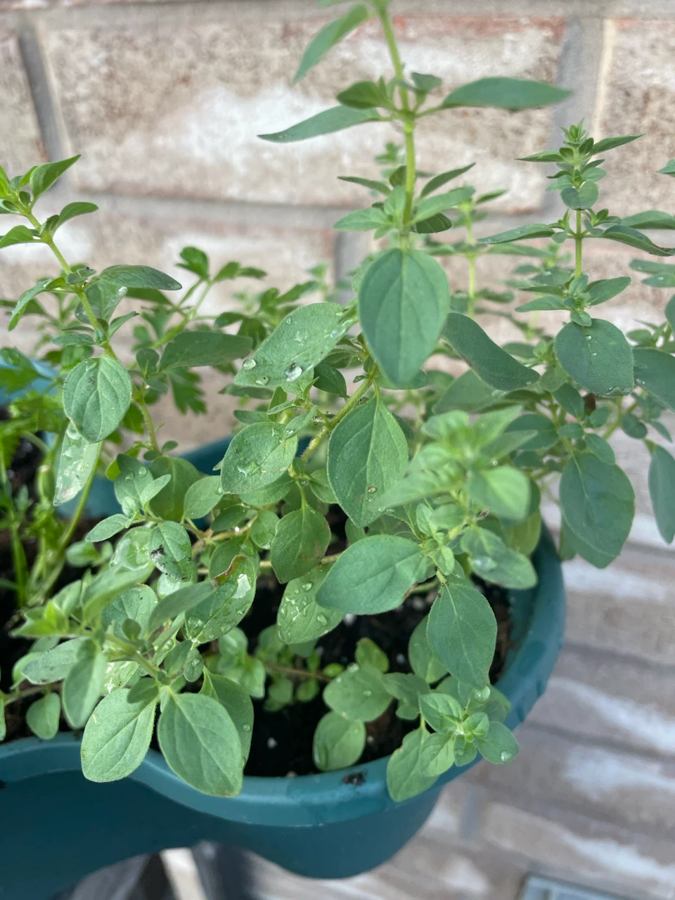 Herb Planter with Basil, Mint, Oregano & Parsley - photo 3