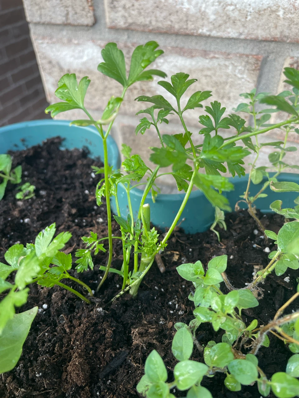 Herb Planter with Basil, Mint, Oregano & Parsley - photo 4