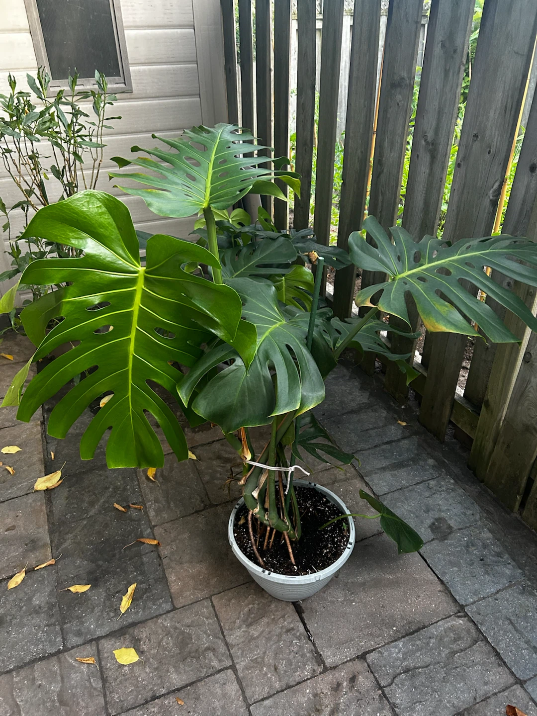 Monstera Deliciosa Plant