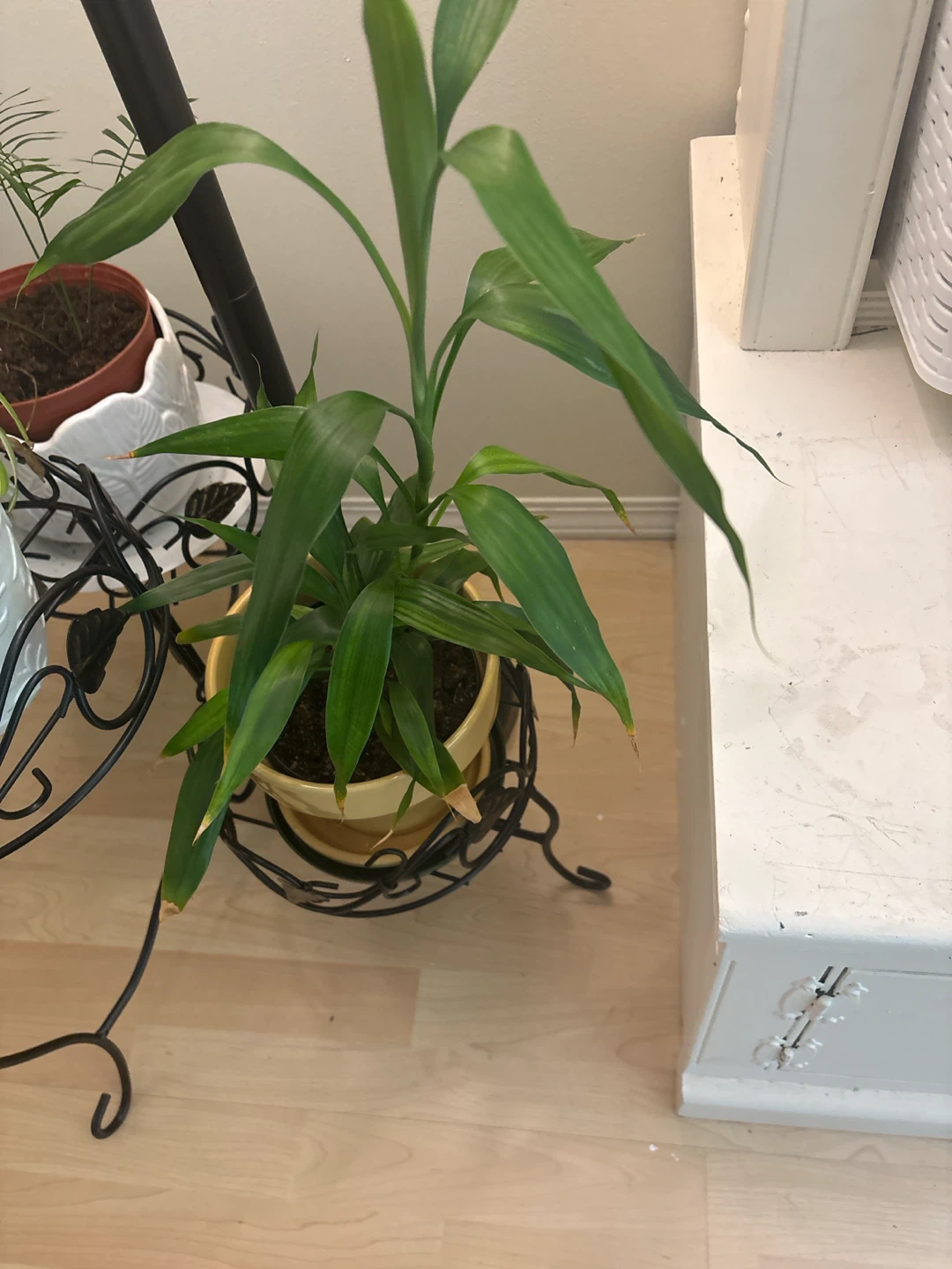 Lucky Bamboo Plant - photo 2