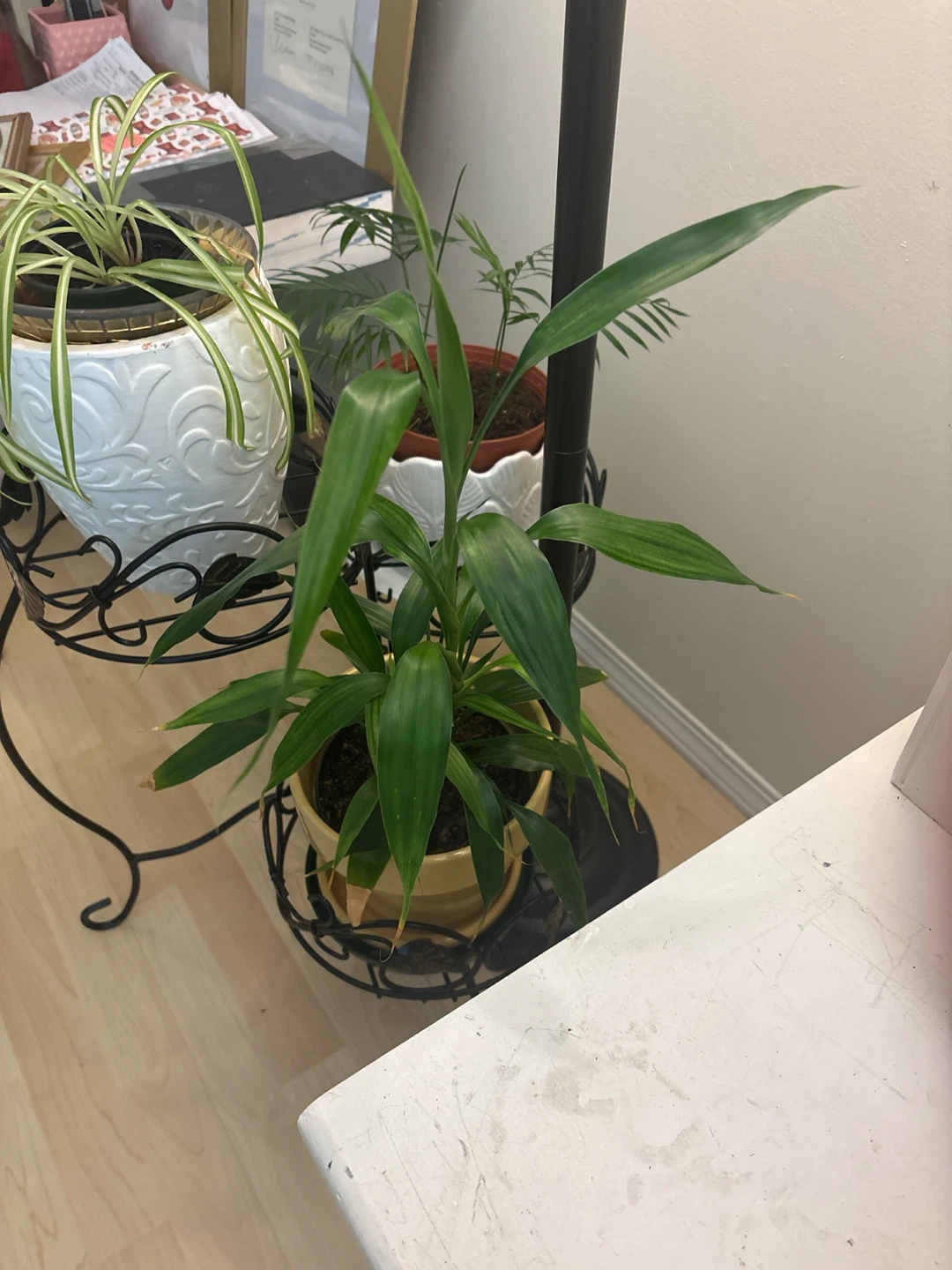 Lucky Bamboo Plant - photo 3