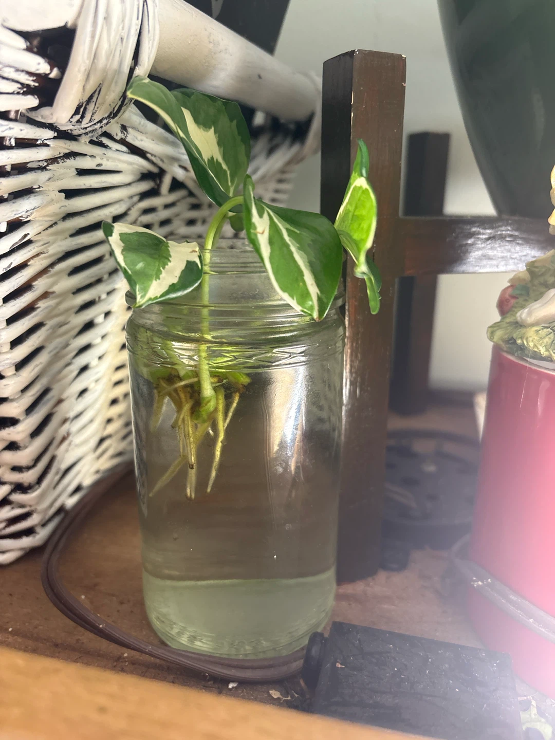 Pothos Cutting in Water
