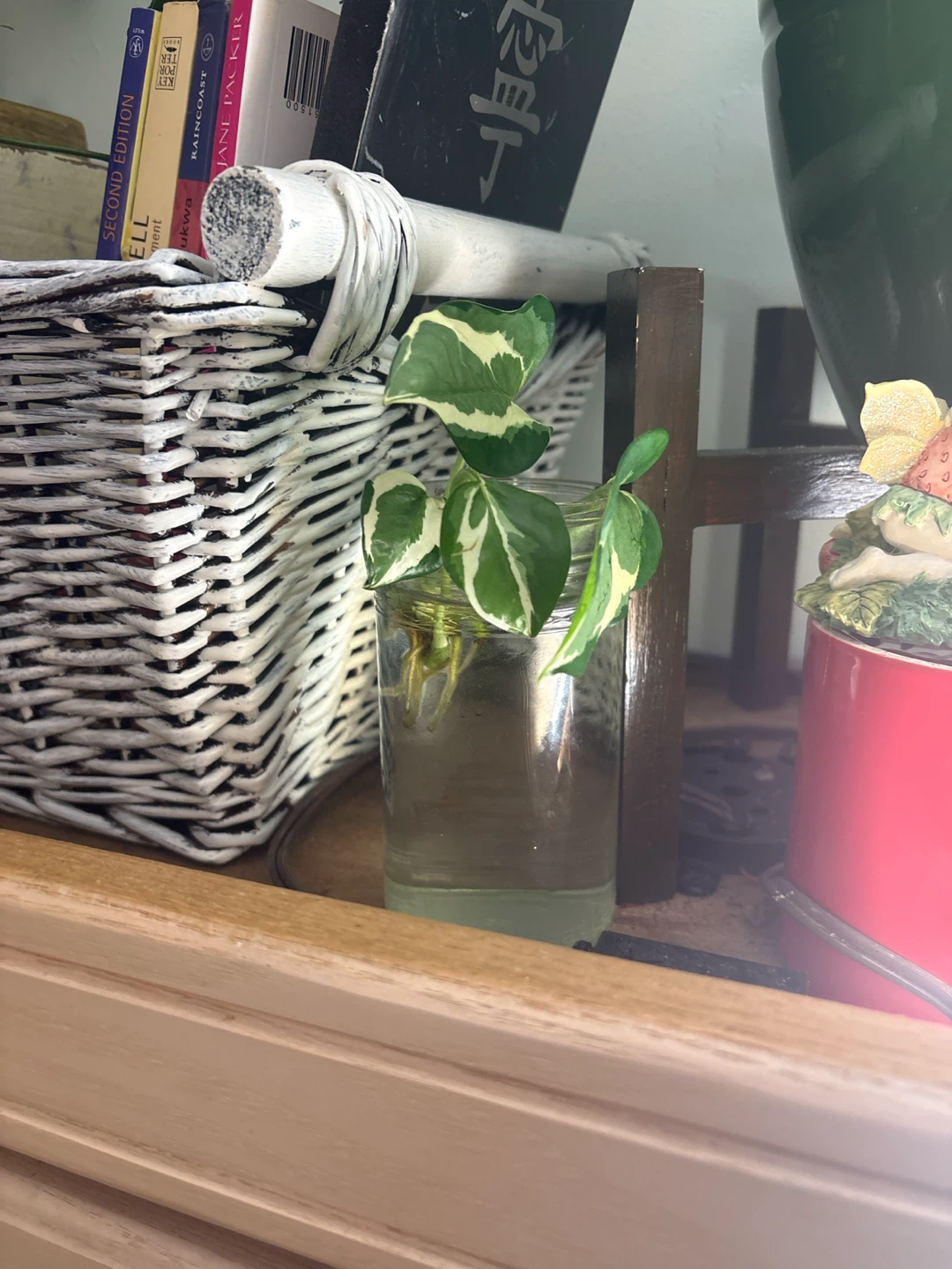 Pothos Cutting in Water - photo 2