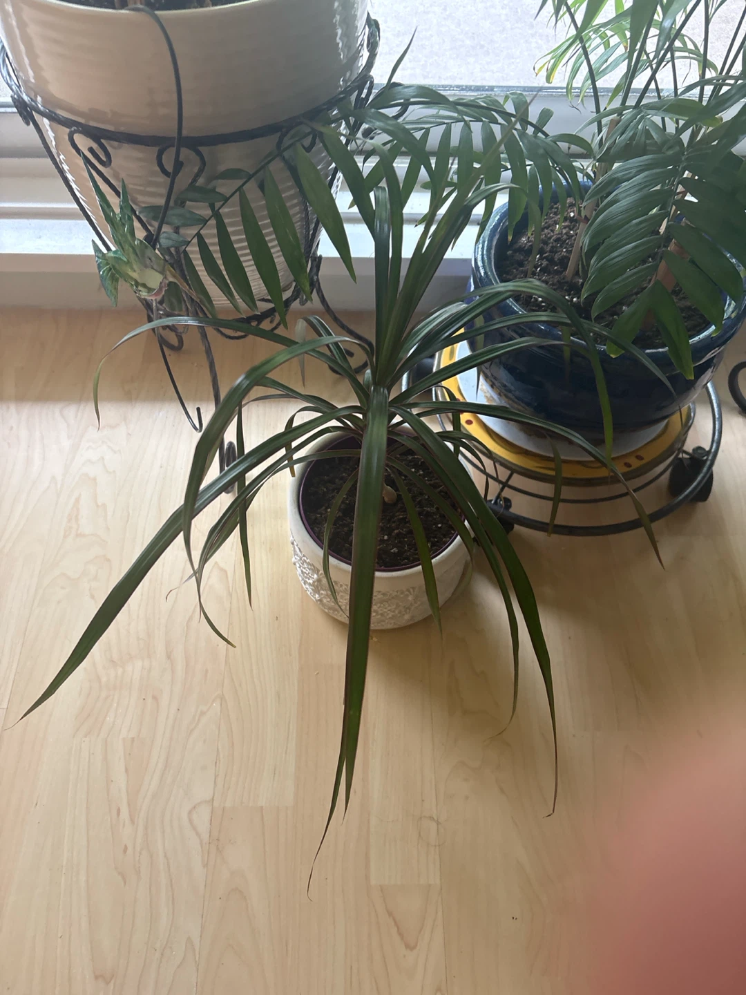 Dracaena Plant in White Decorative Pot