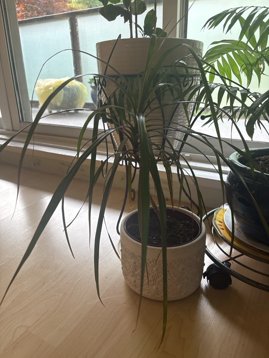 Dracaena Plant in White Decorative Pot - photo 2