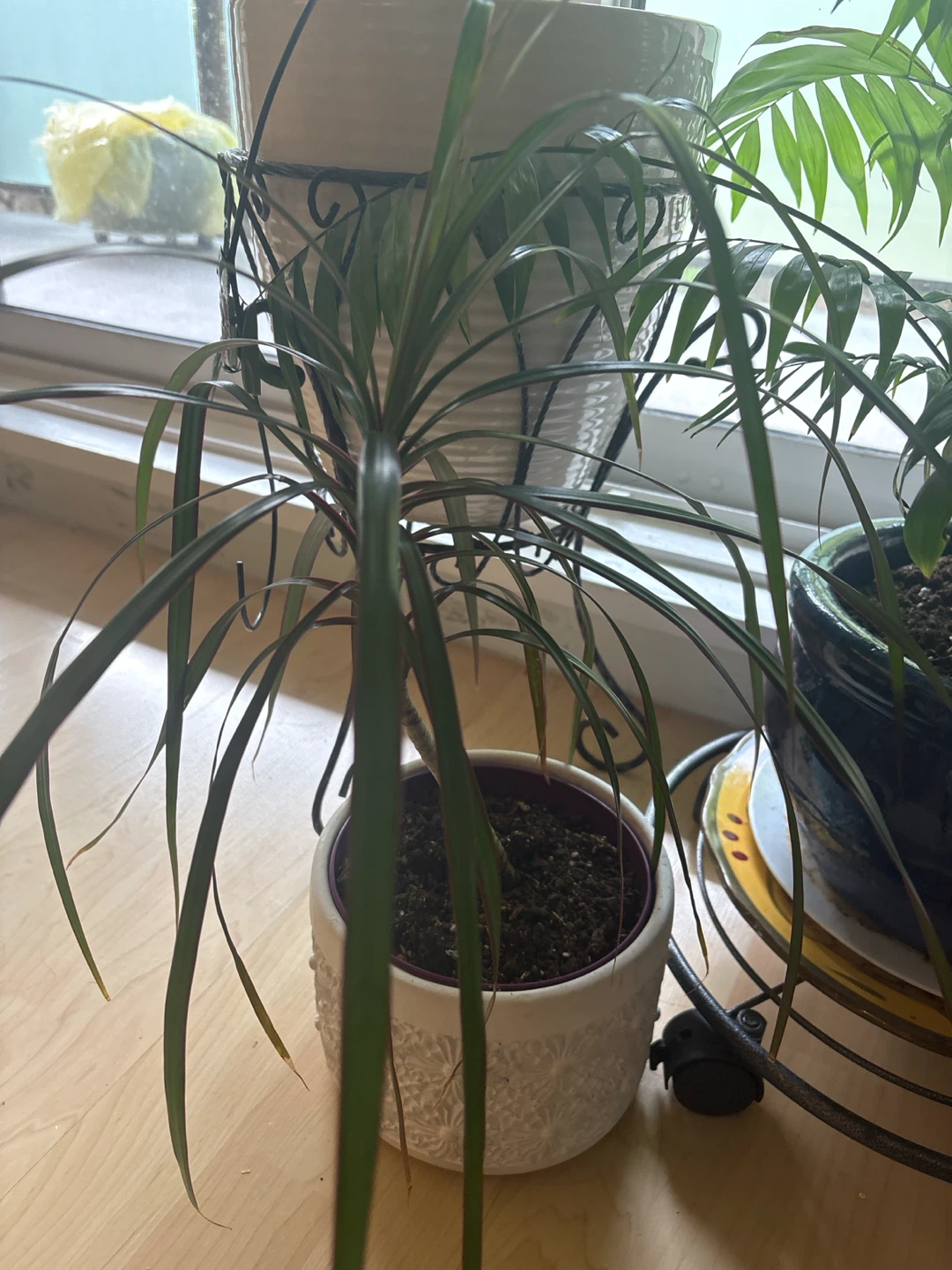 Dracaena Plant in White Decorative Pot - photo 3