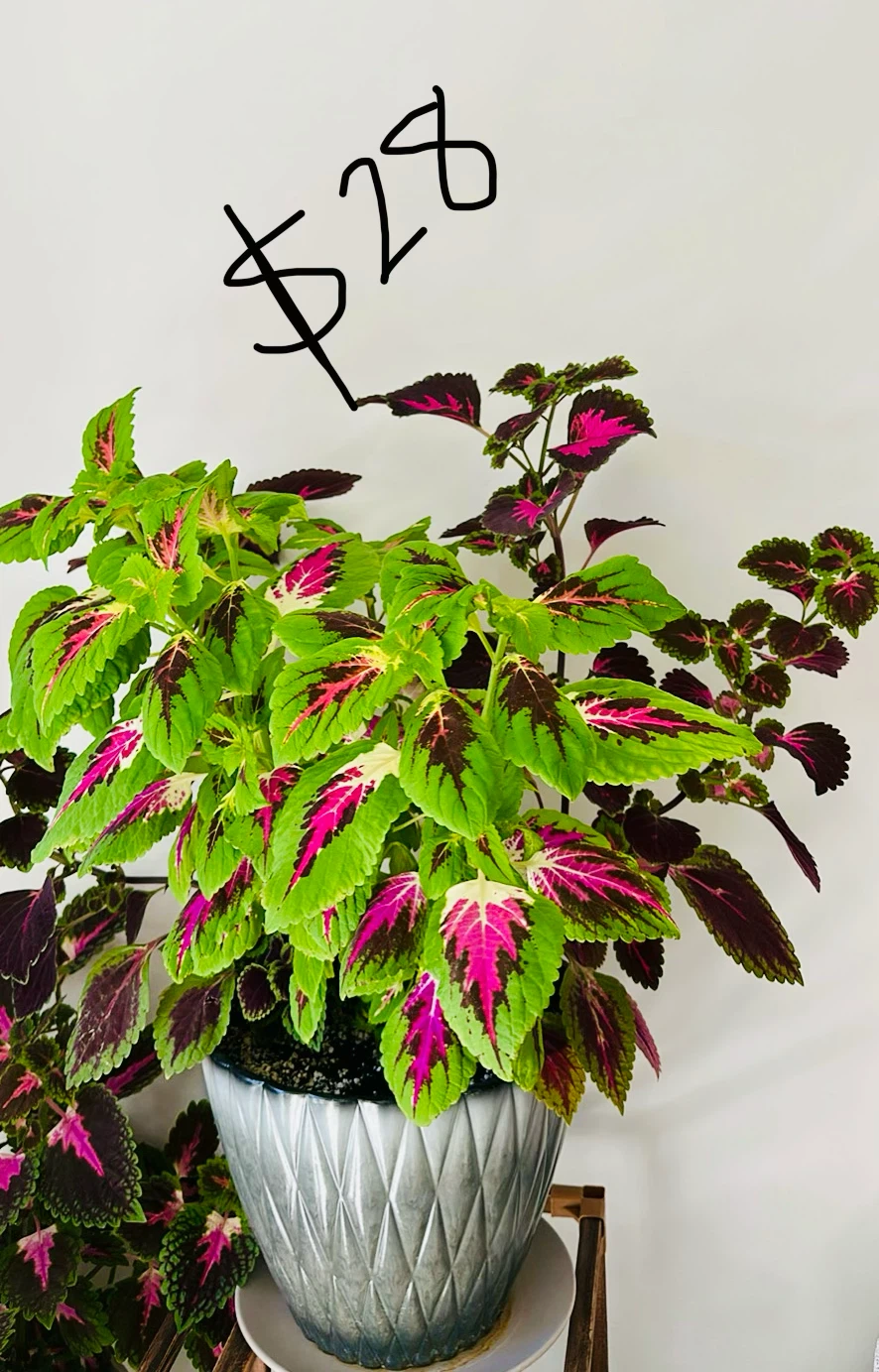 Plants