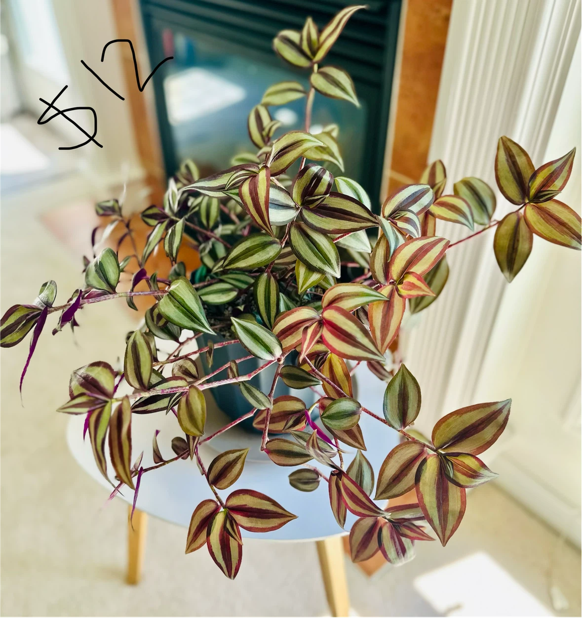 Plants - photo 2