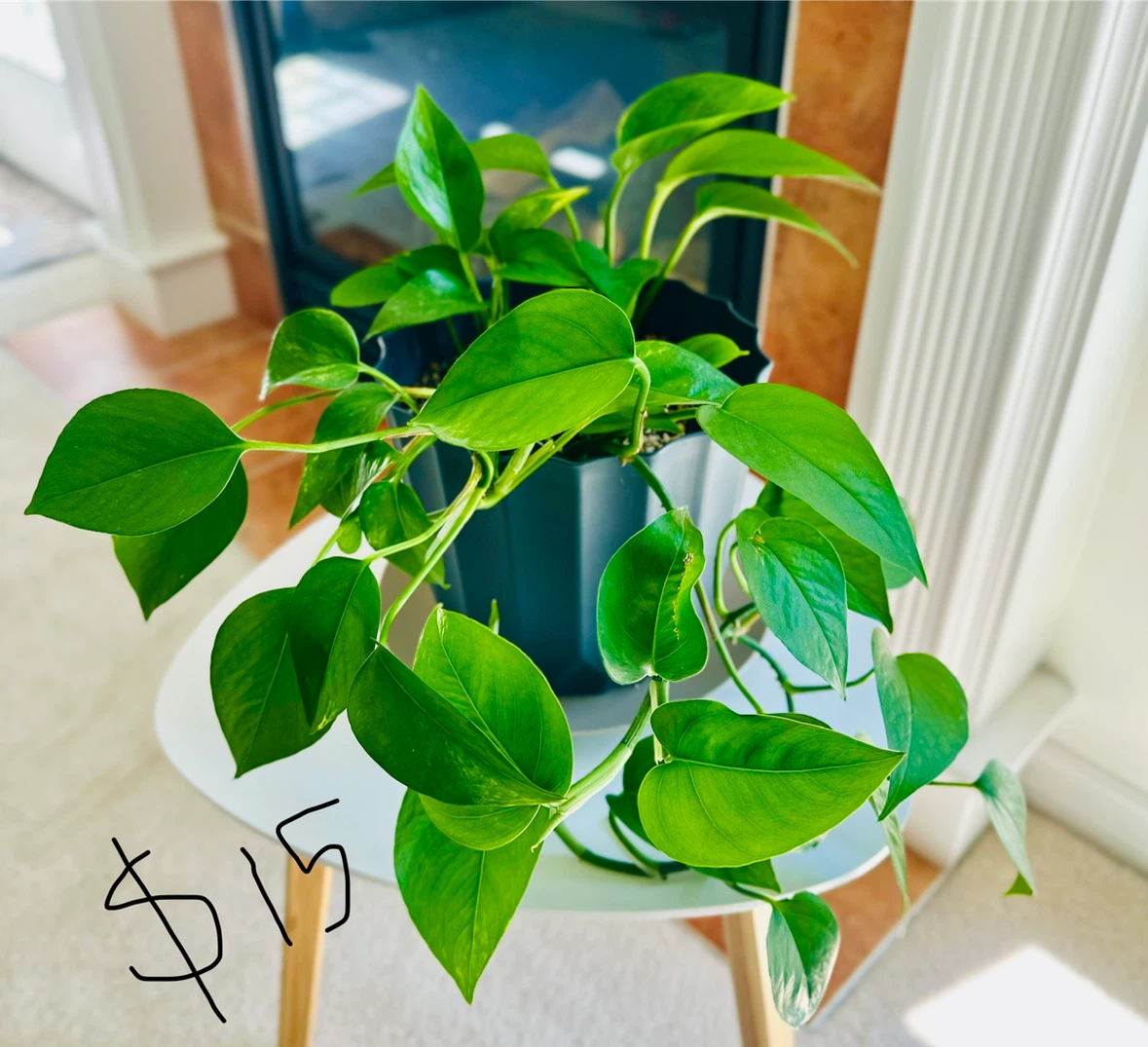 Plants - photo 3
