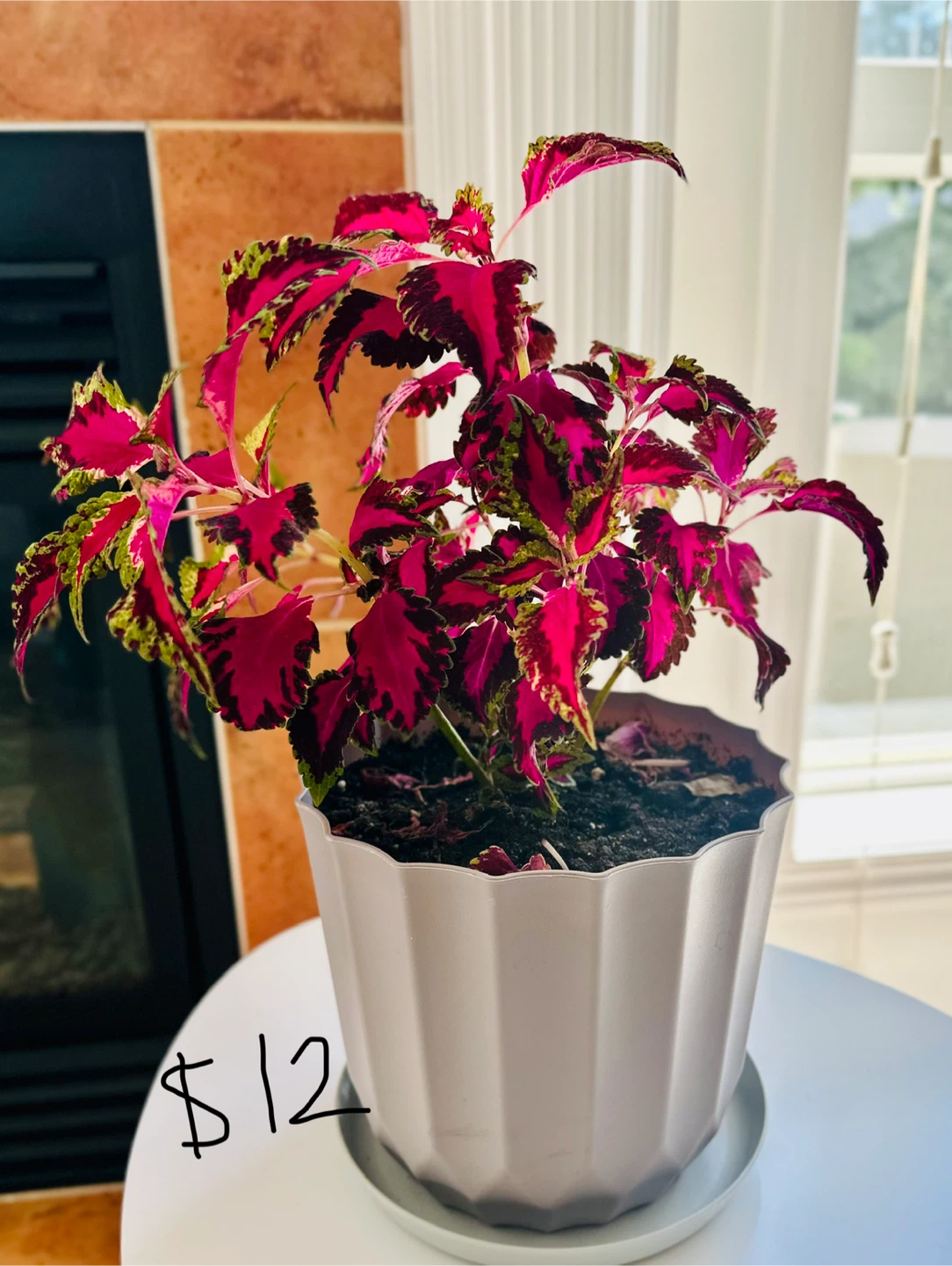 Plants - photo 4