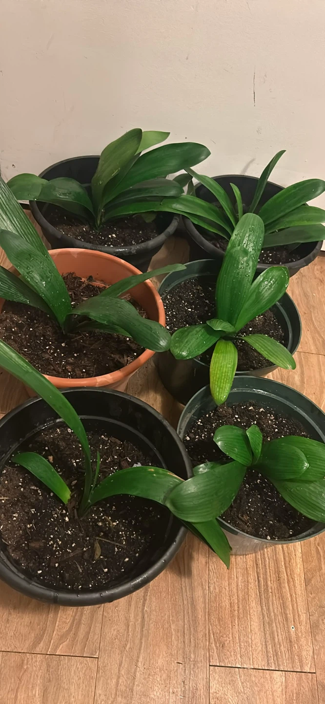 6 Clivia Plants in Pots