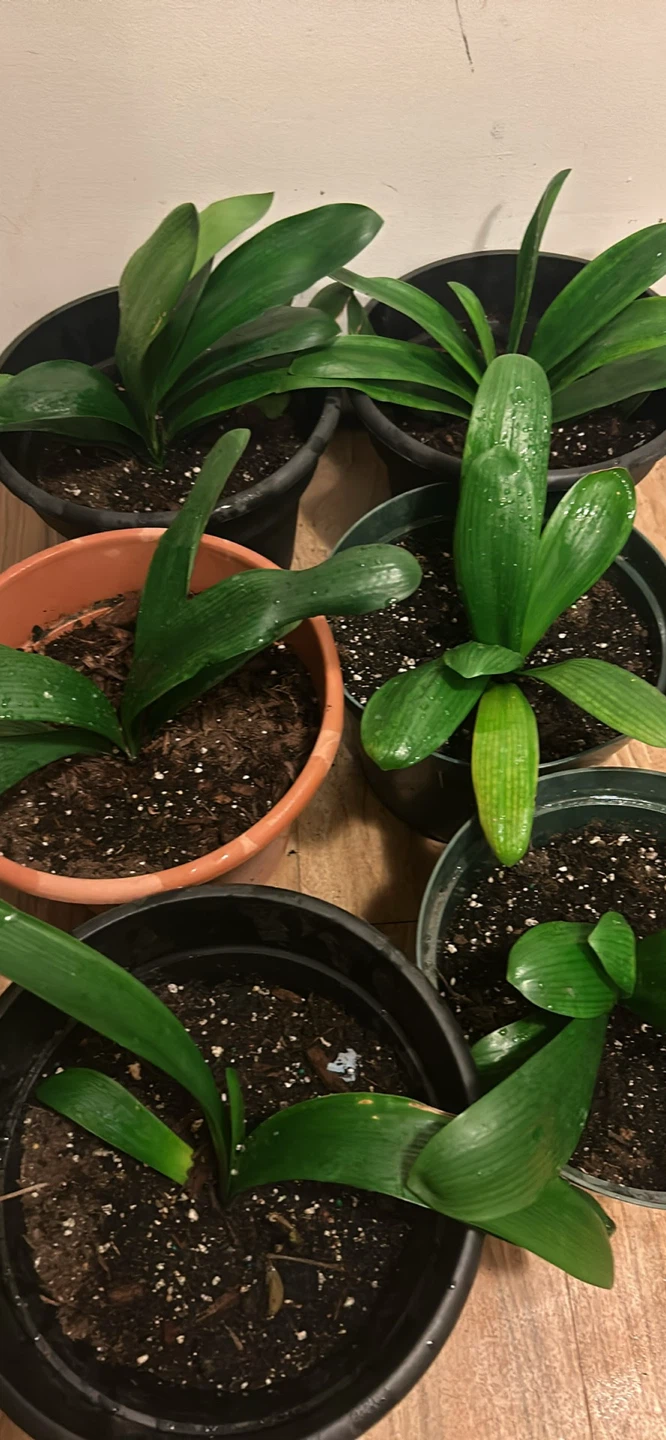 6 Clivia Plants in Pots - photo 2