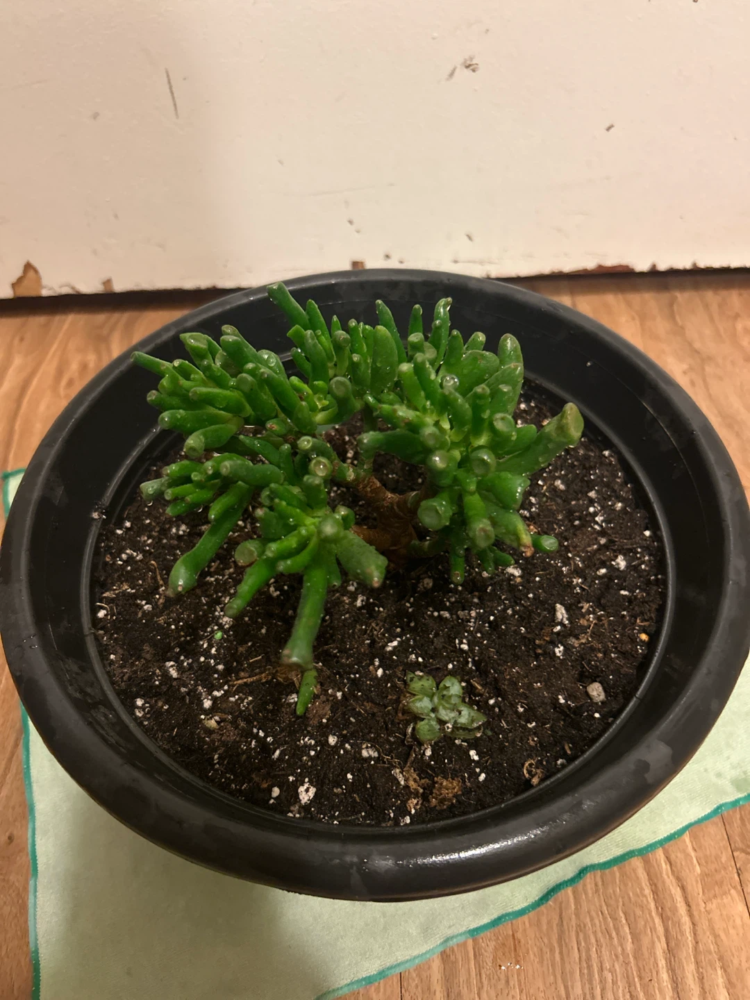 Gollum Jade Plant in Pot