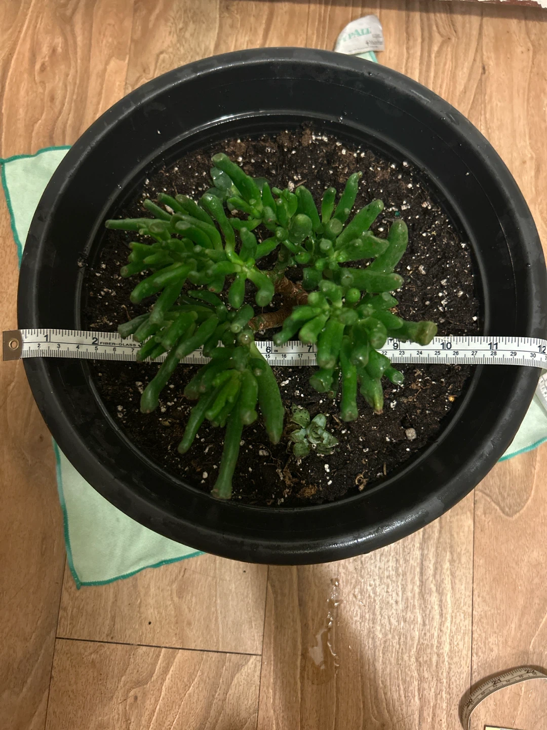 Gollum Jade Plant in Pot - photo 2