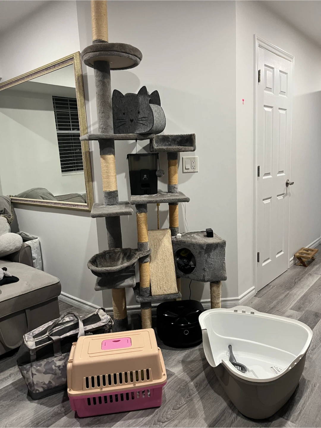 Cat/Kitten Lot