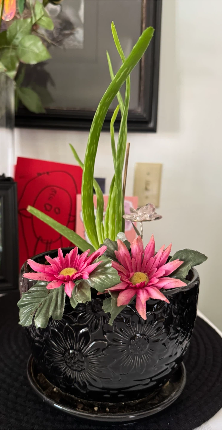 6 live plants