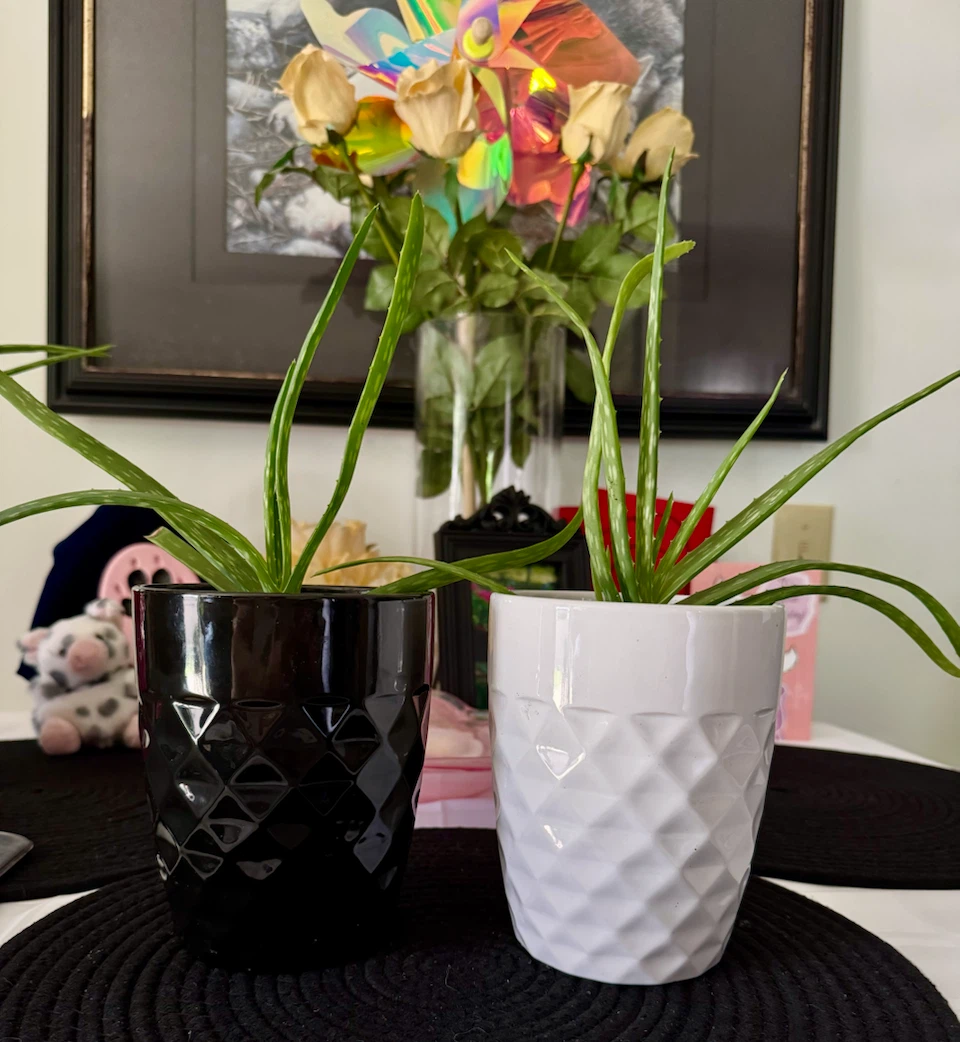 6 live plants - photo 2