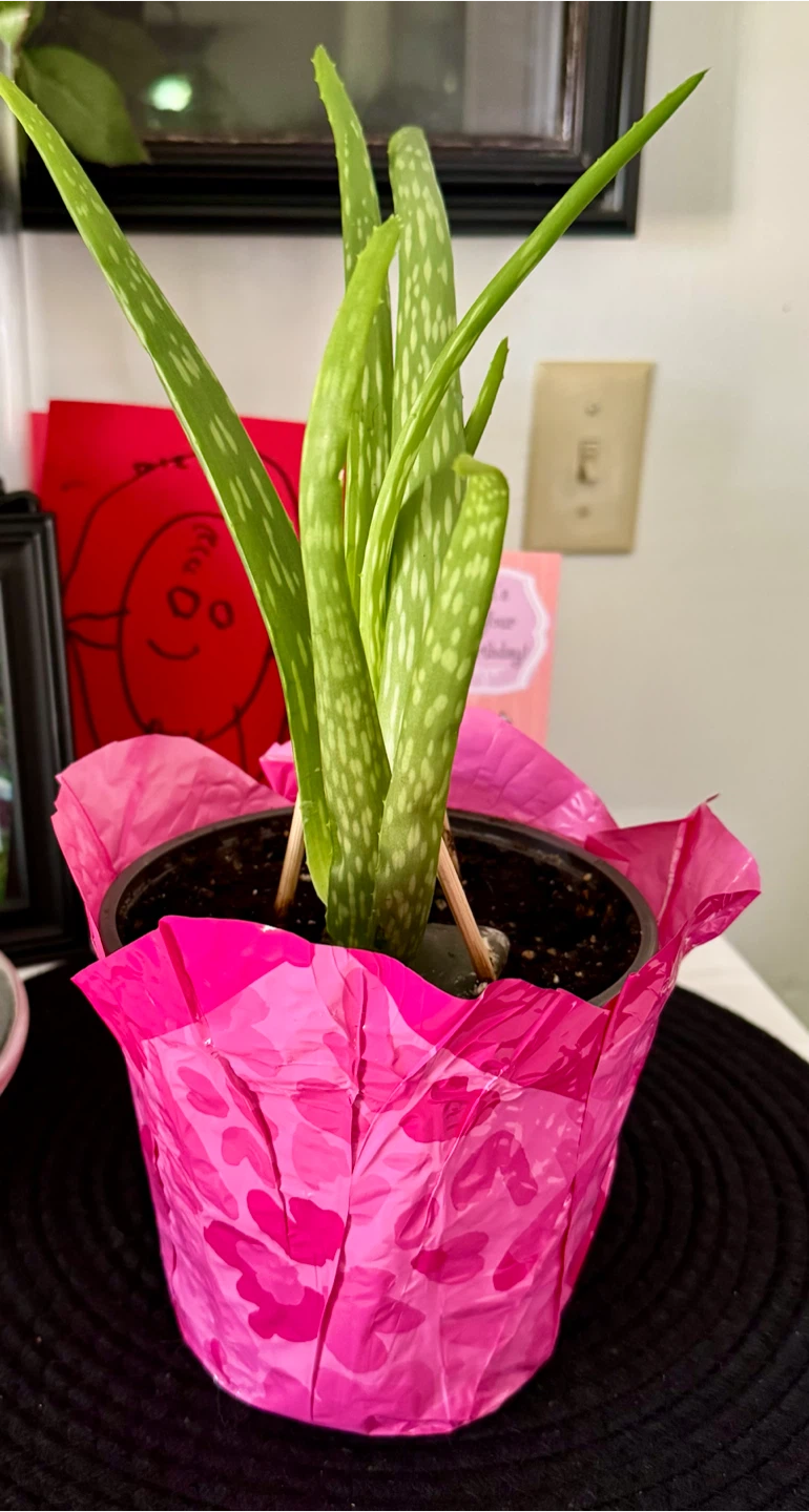6 live plants - photo 3