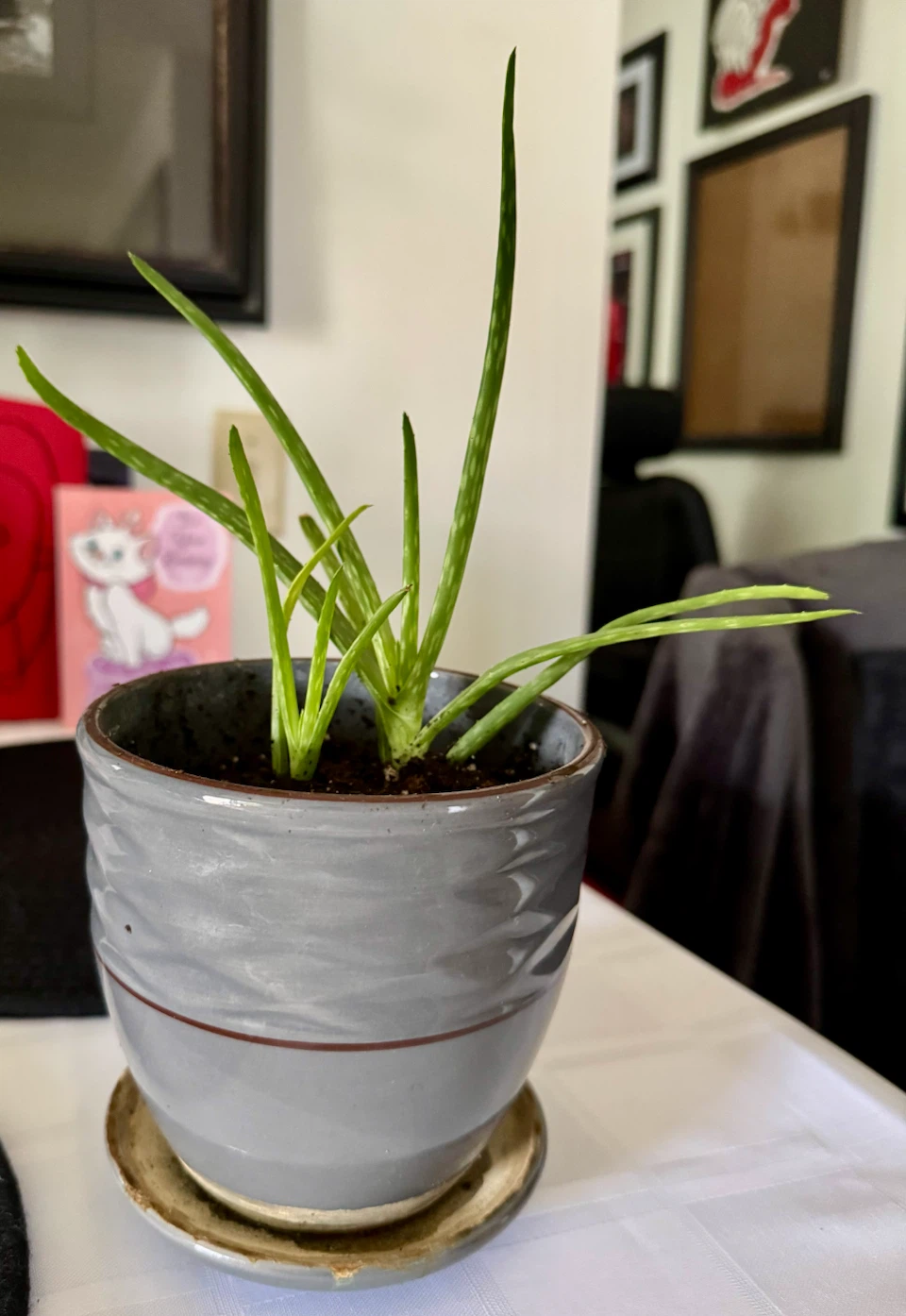 6 live plants - photo 4