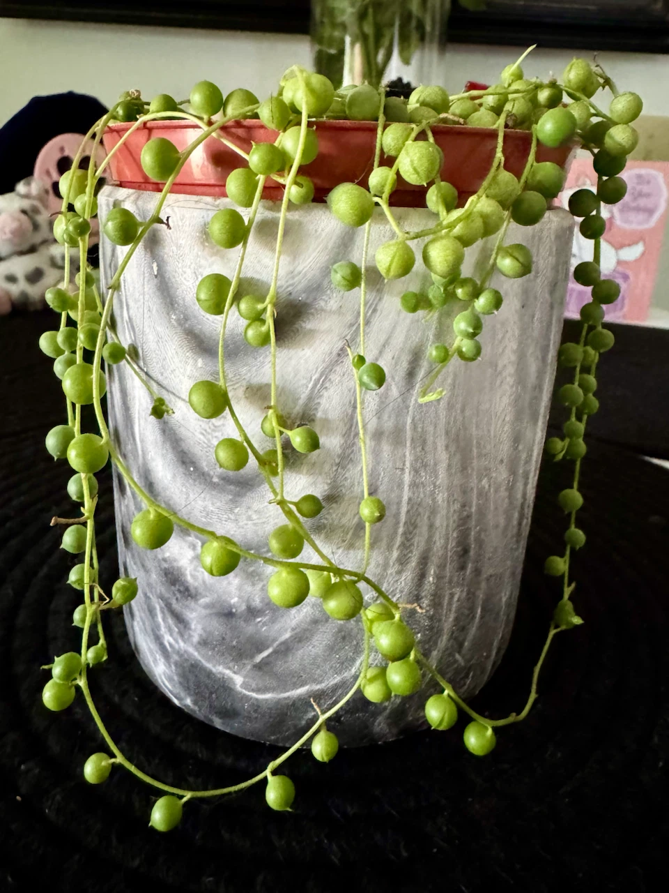 6 live plants - photo 5