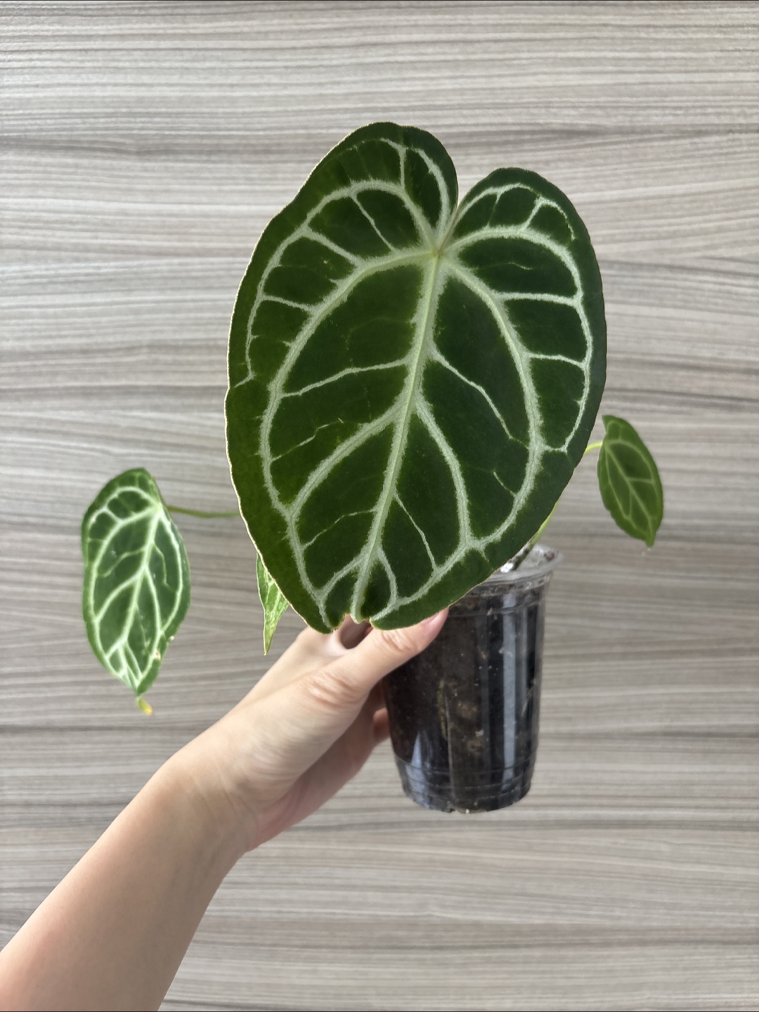 Anthurium Crystal Black small plant - photo 4