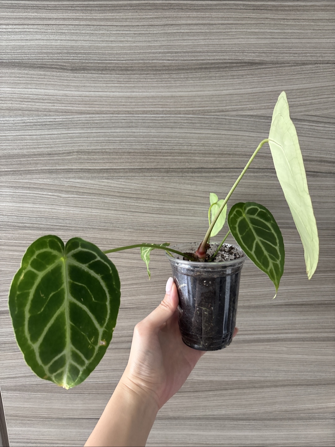 Anthurium Crystal Black small plant - photo 5