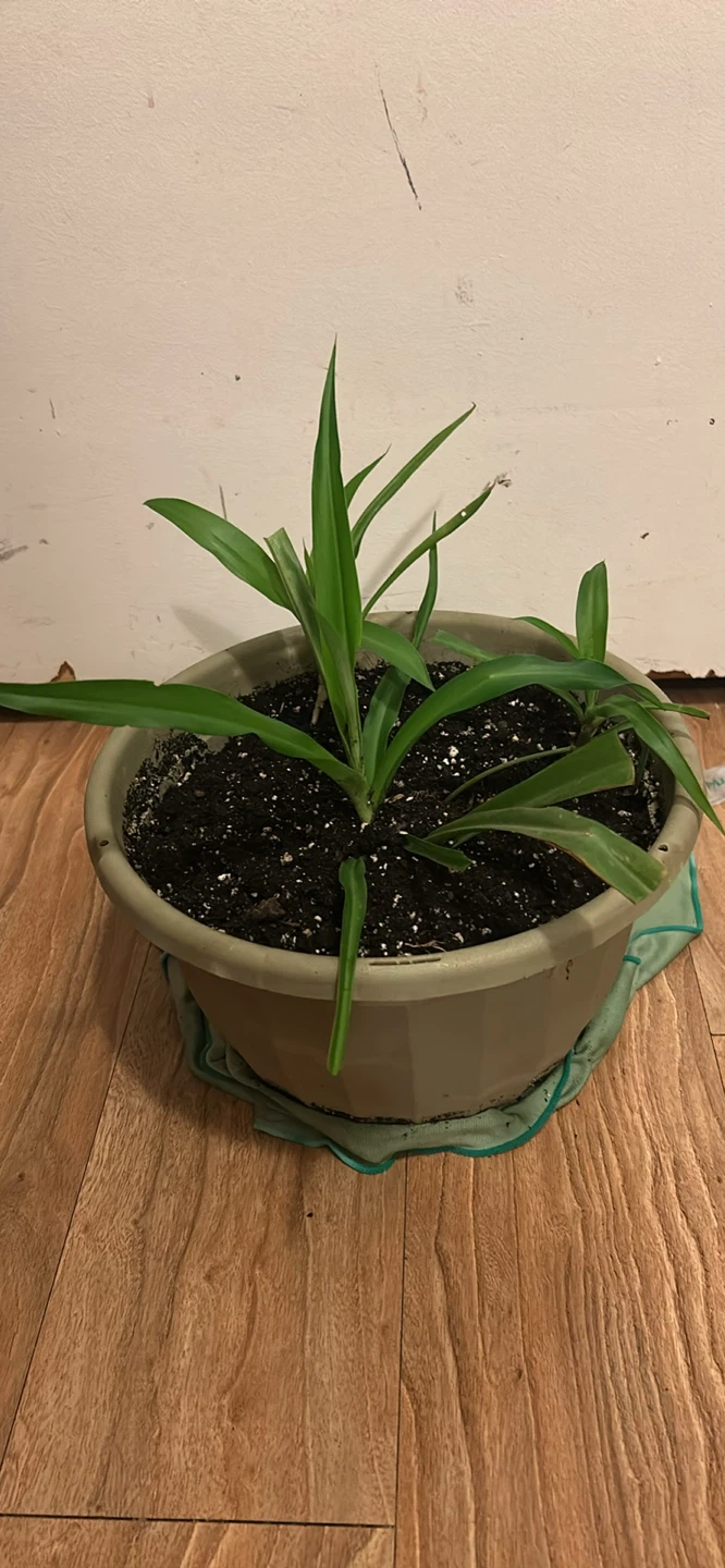 Potted Green Spider Plant