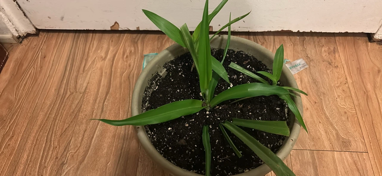 Potted Green Spider Plant - photo 2