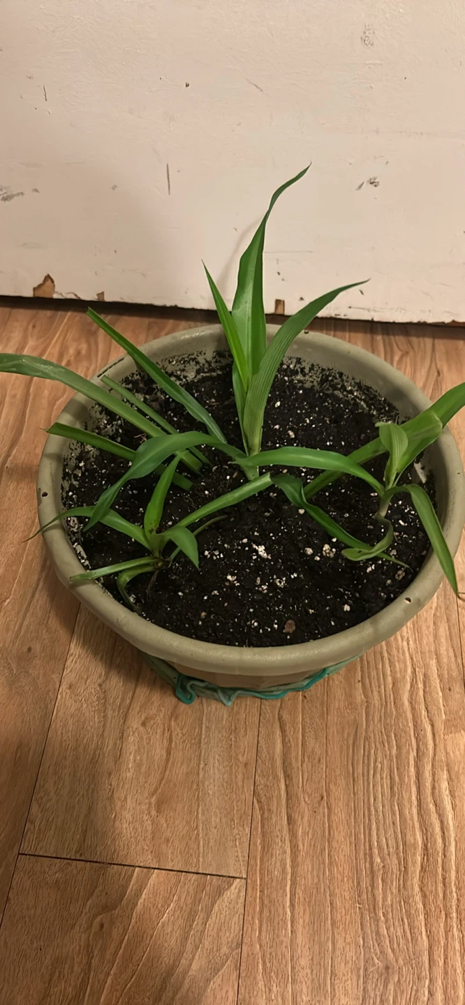Potted Green Spider Plant - photo 3