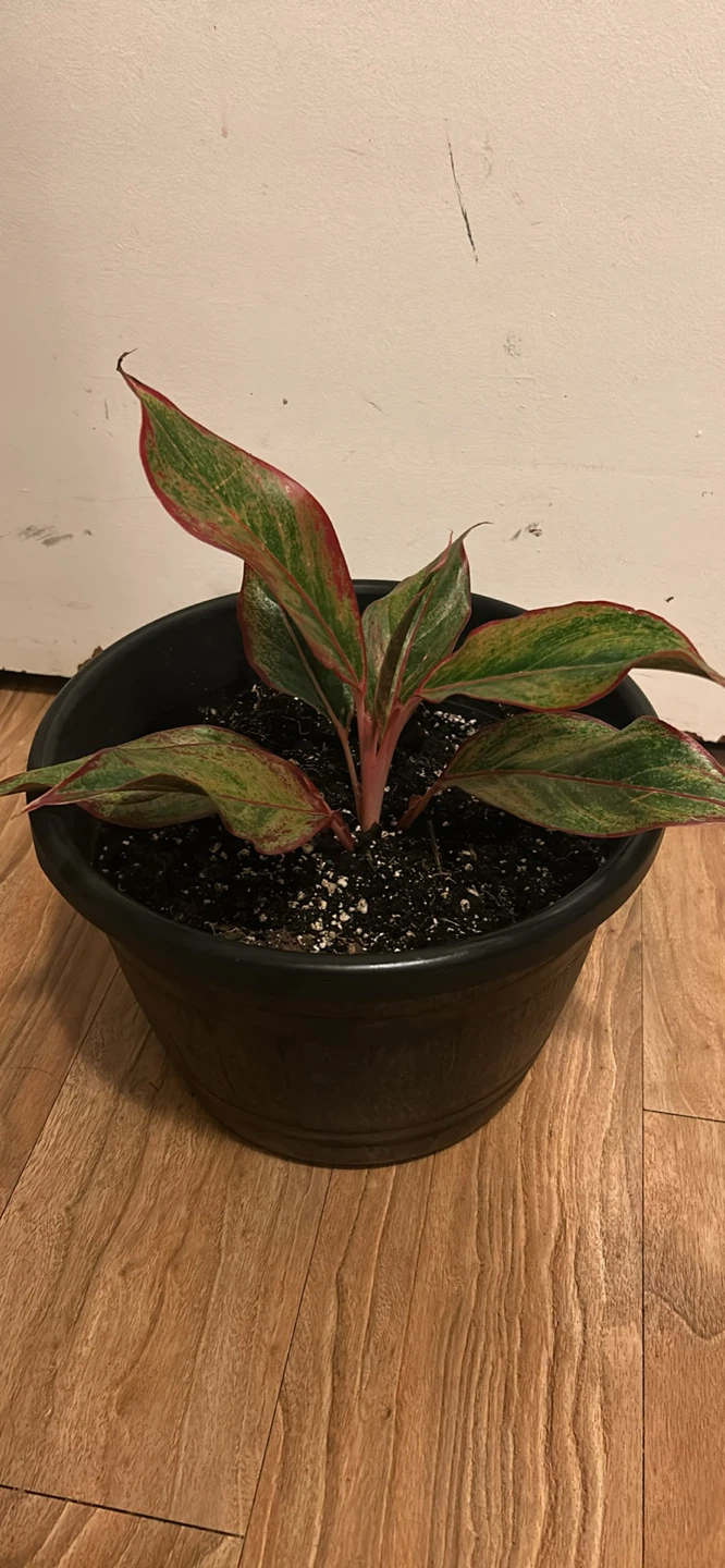 Aglaonema Houseplant in Black Pot