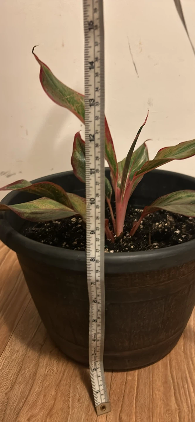 Aglaonema Houseplant in Black Pot - photo 2