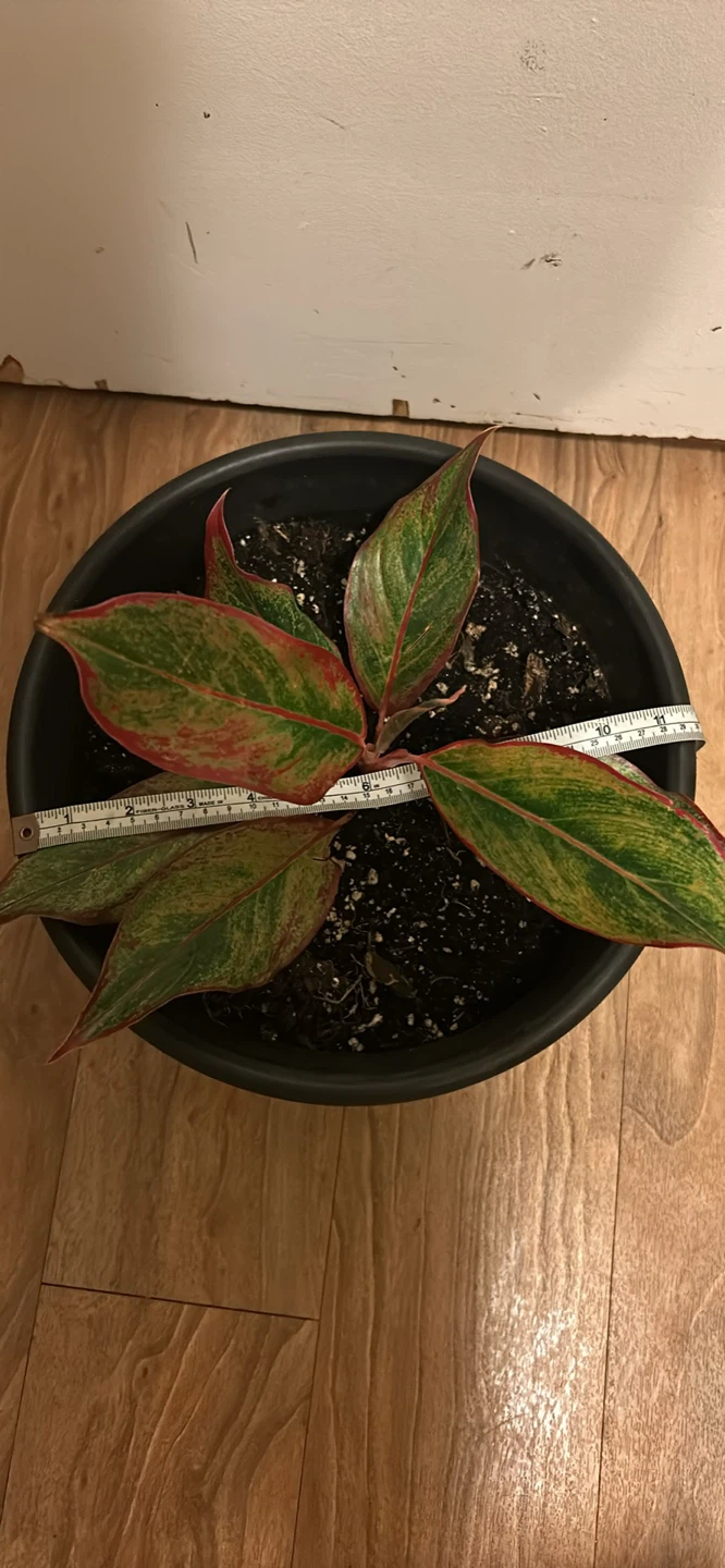 Aglaonema Houseplant in Black Pot - photo 3