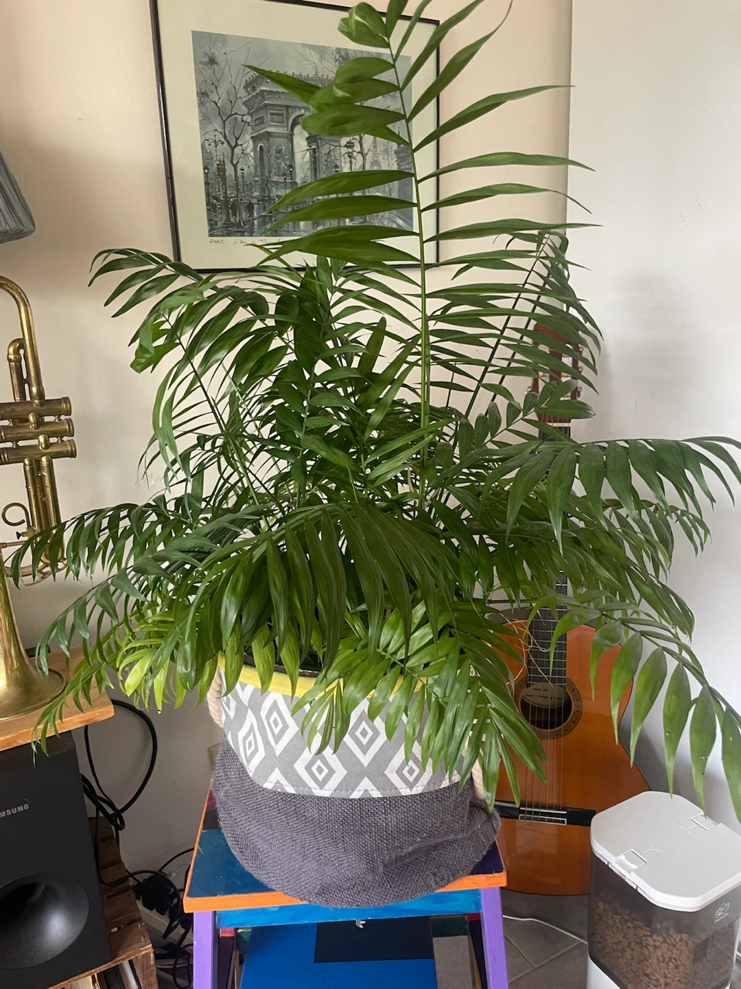 Petite Palm Tree